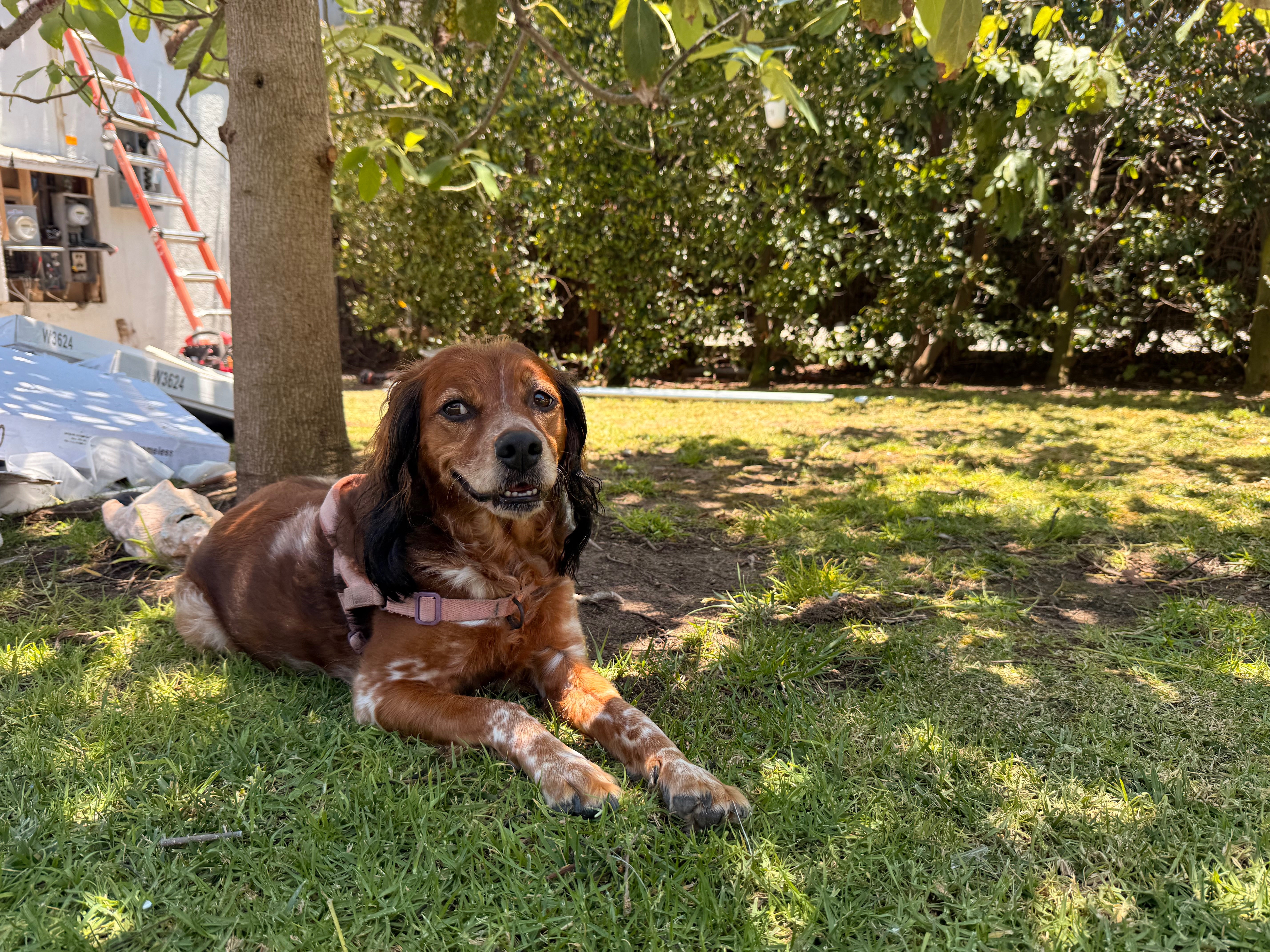 Pet Insurance Denial and Kora Needs Our Help campaign photo, 5 of 8