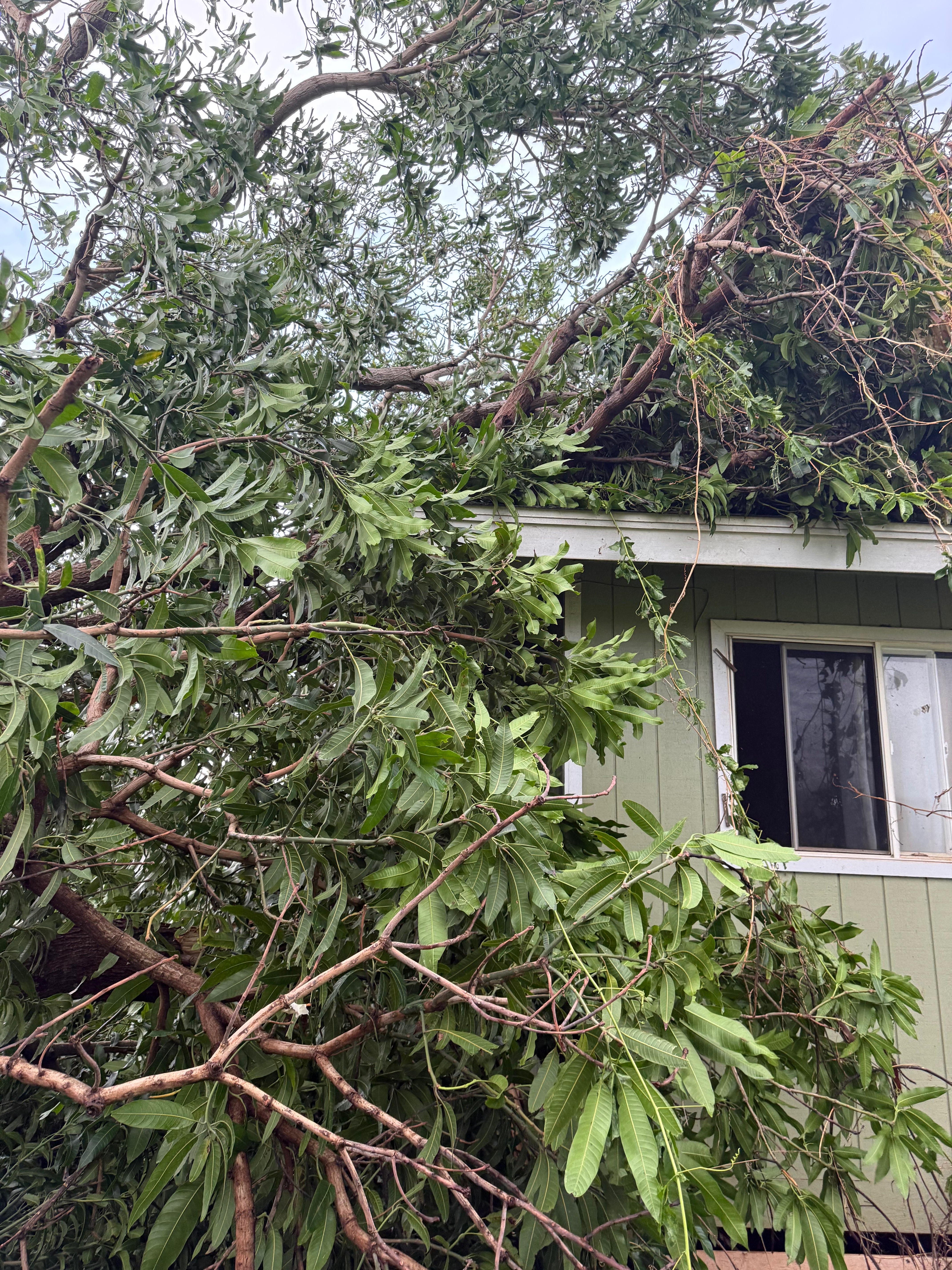 Help the Swain Family Rebuild after Hurricane Lowell campaign photo, 5 of 7