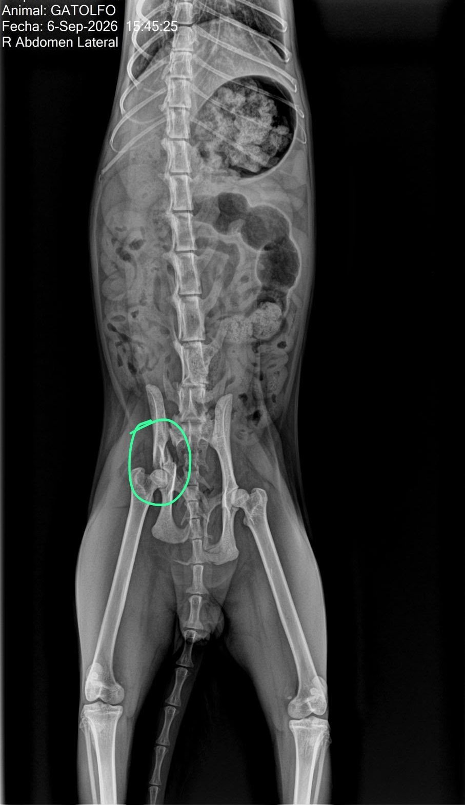 Make Gatolfo Walk Again: Life-Saving Hip Surgery campaign photo, 6 of 7
