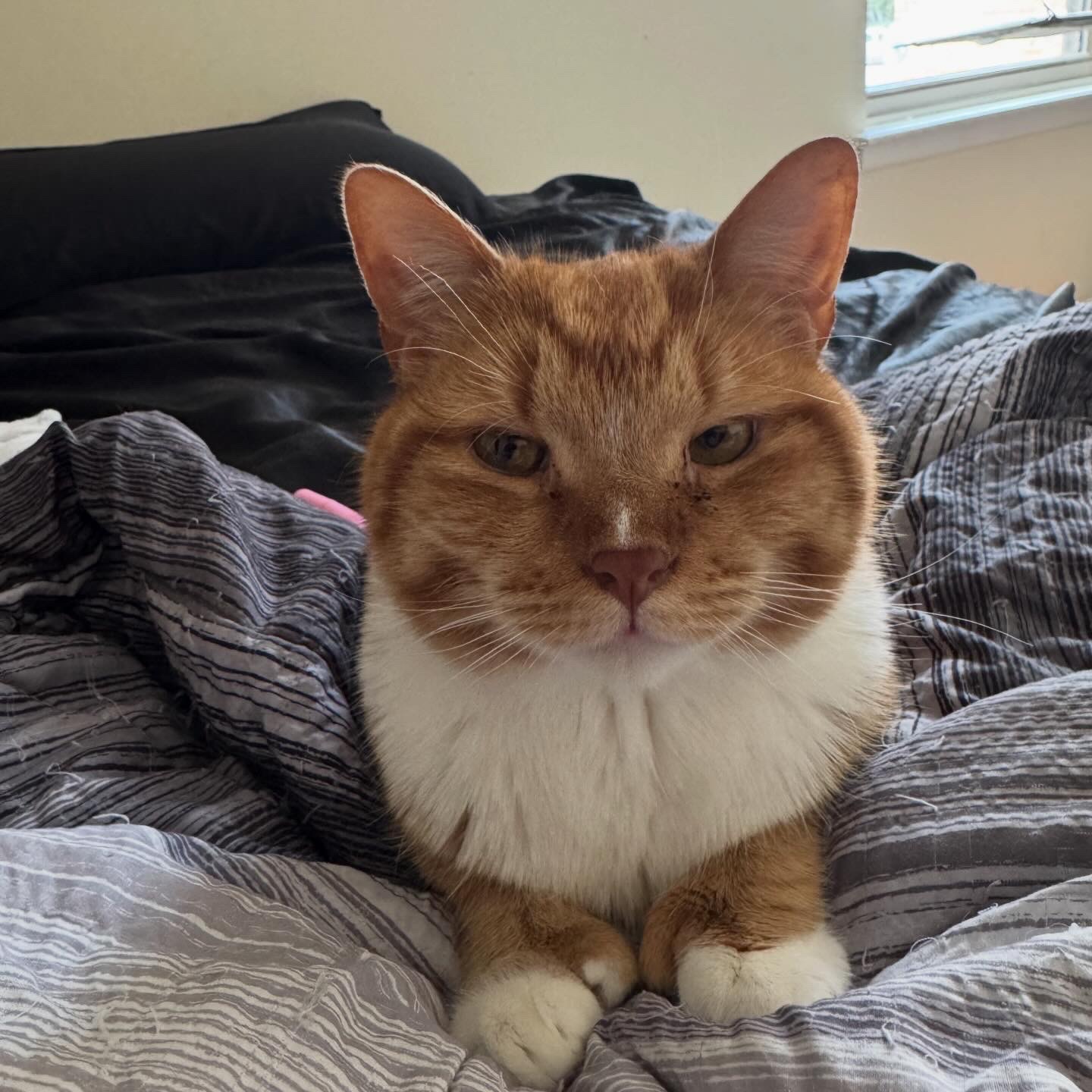 Help My Sick Cat Get Urgent Care campaign photo, 5 of 6