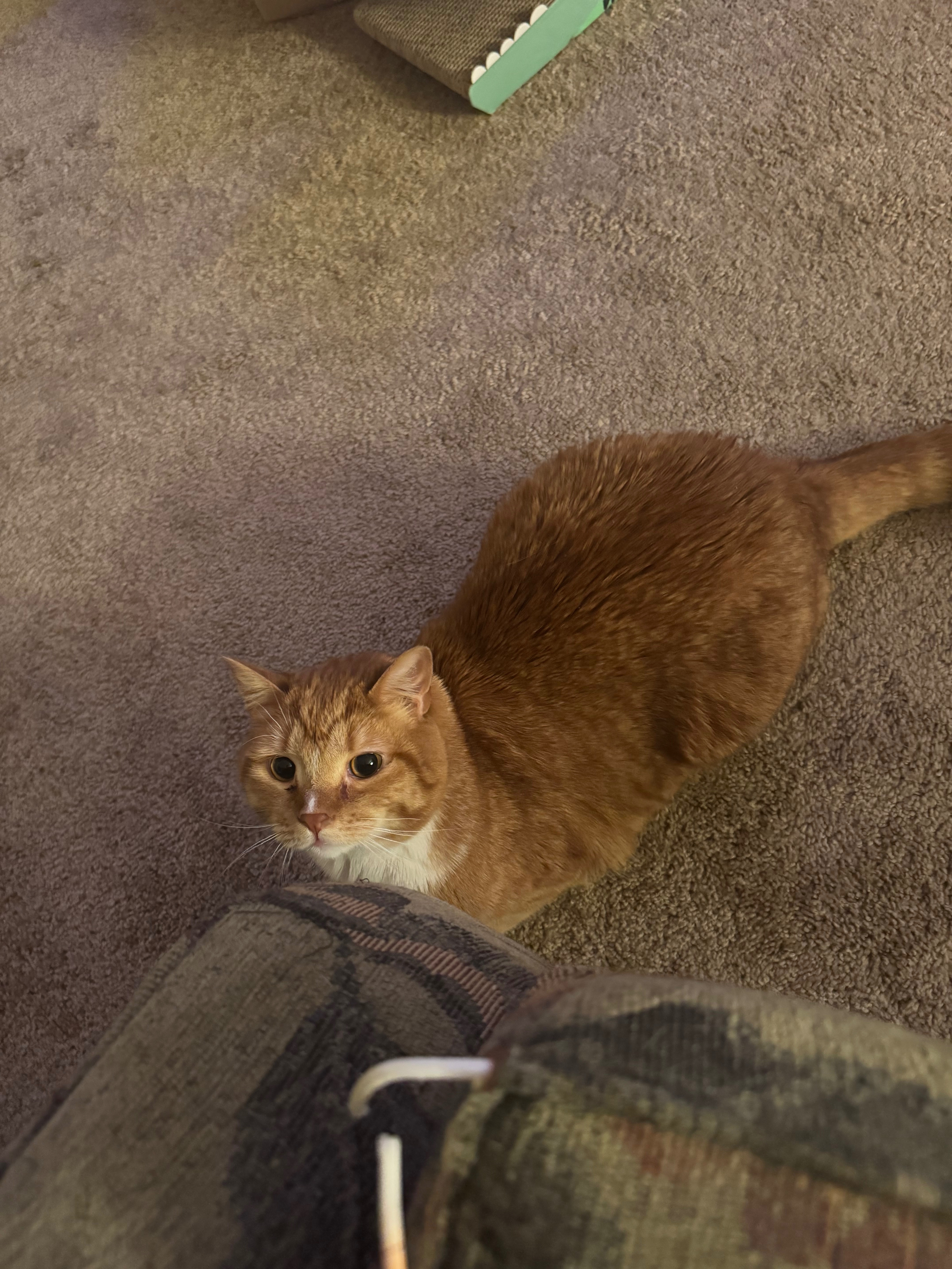 Help My Sick Cat Get Urgent Care campaign photo, 2 of 6
