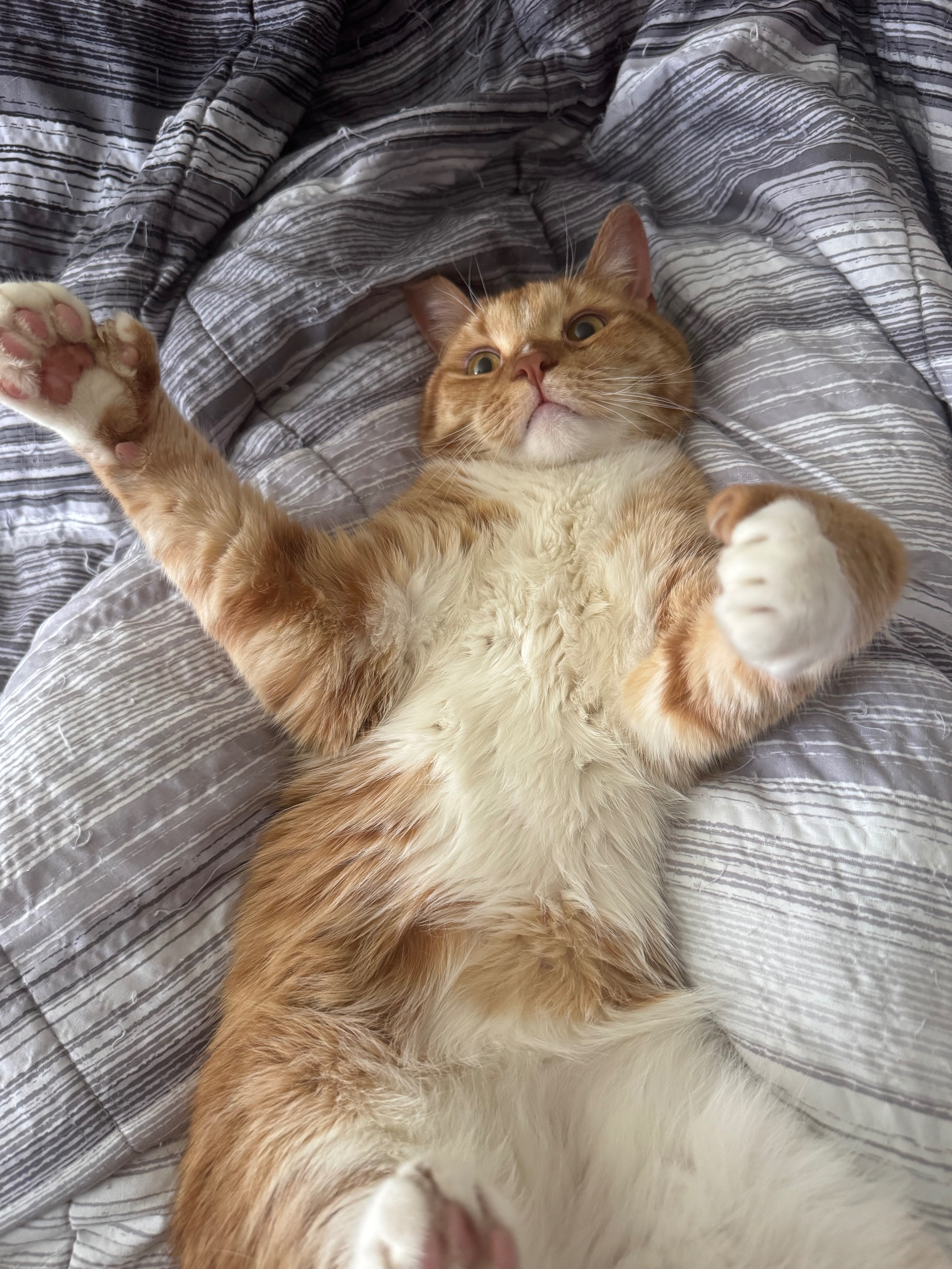 Help My Sick Cat Get Urgent Care campaign photo, 4 of 6