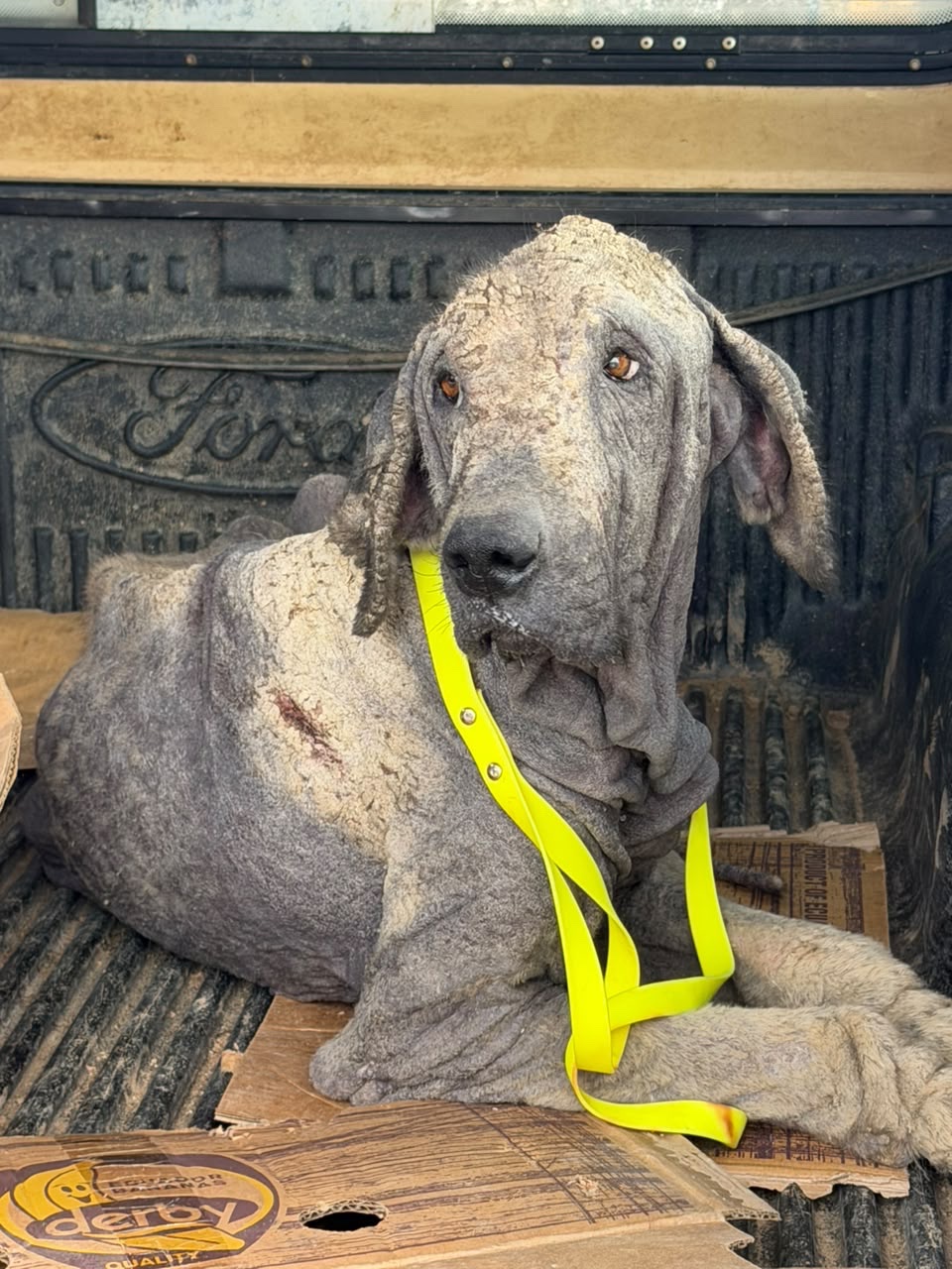 He Has Suffered Enough — Help Us Save Him campaign photo, 6 of 7