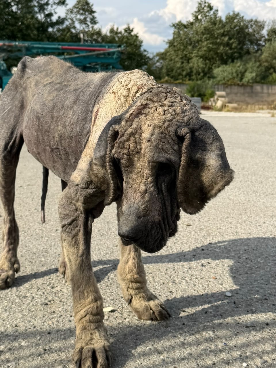 He Has Suffered Enough — Help Us Save Him campaign photo, 4 of 7
