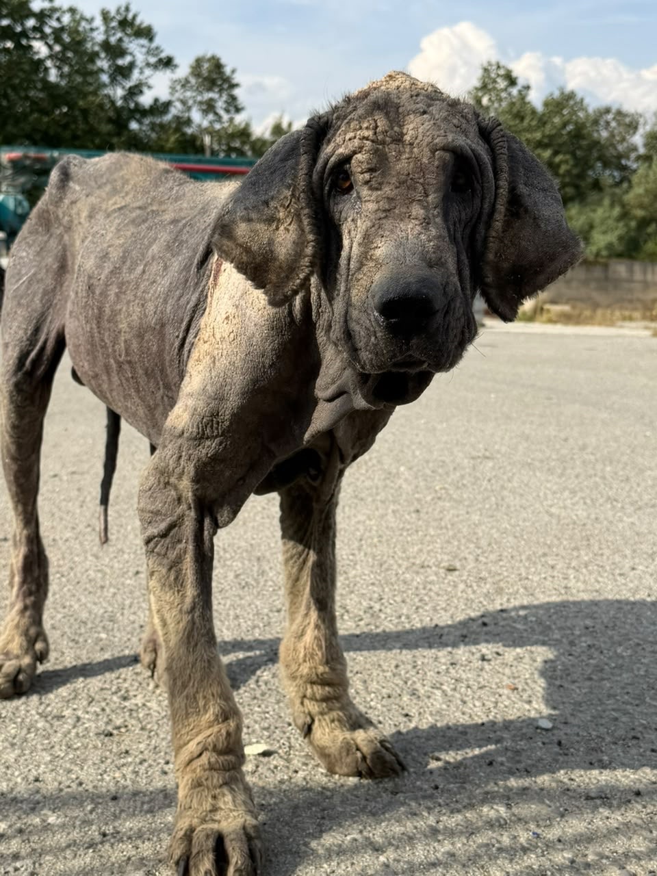 He Has Suffered Enough — Help Us Save Him campaign photo, 2 of 7