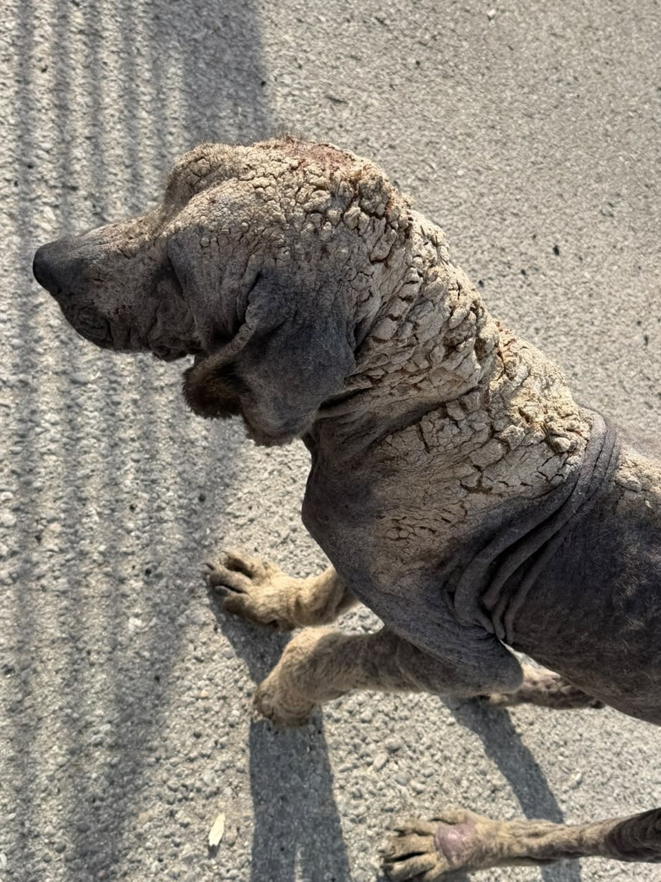 He Has Suffered Enough — Help Us Save Him campaign photo, 5 of 7