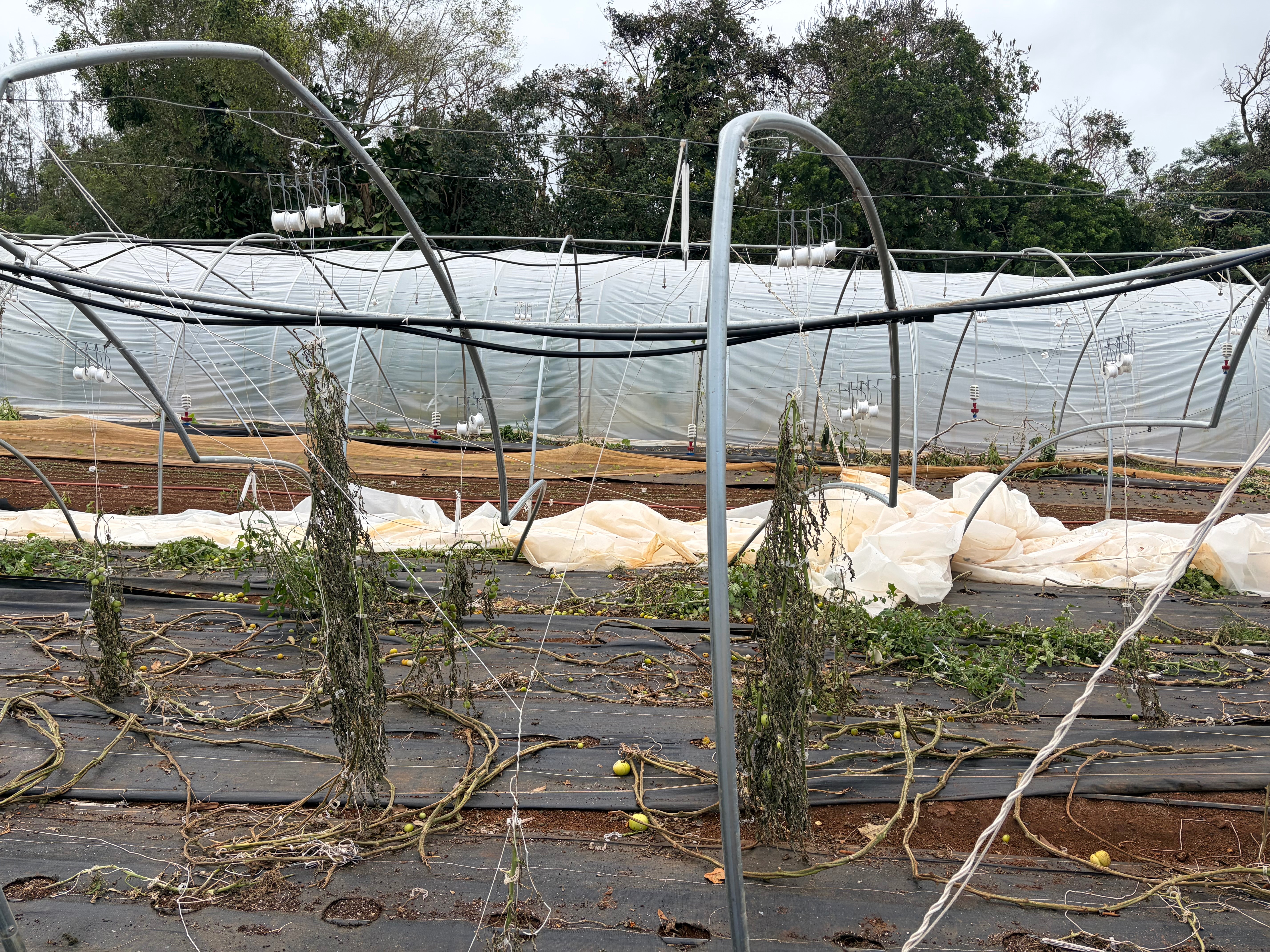 Rebuild Buena Vista Gardens After Hurricane Lowell campaign photo, 5 of 8