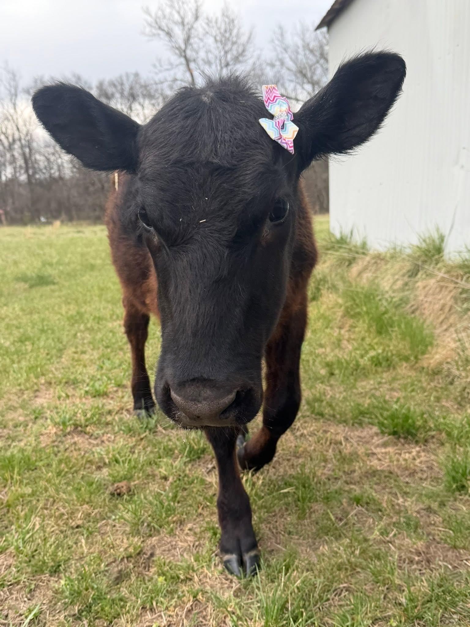 Help Maybel Find Her Forever Pasture Bestie campaign photo, 6 of 7