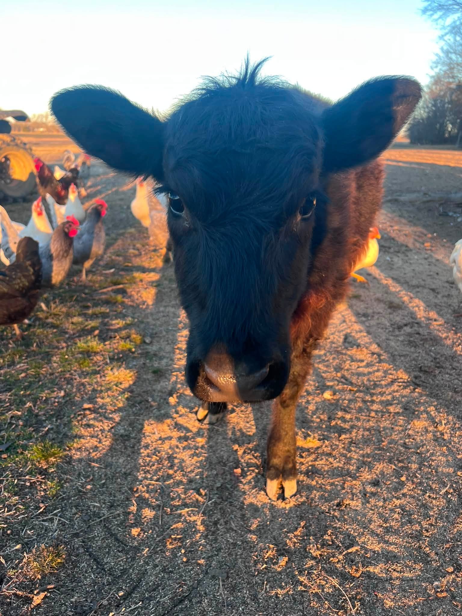 Help Maybel Find Her Forever Pasture Bestie campaign photo, 2 of 7