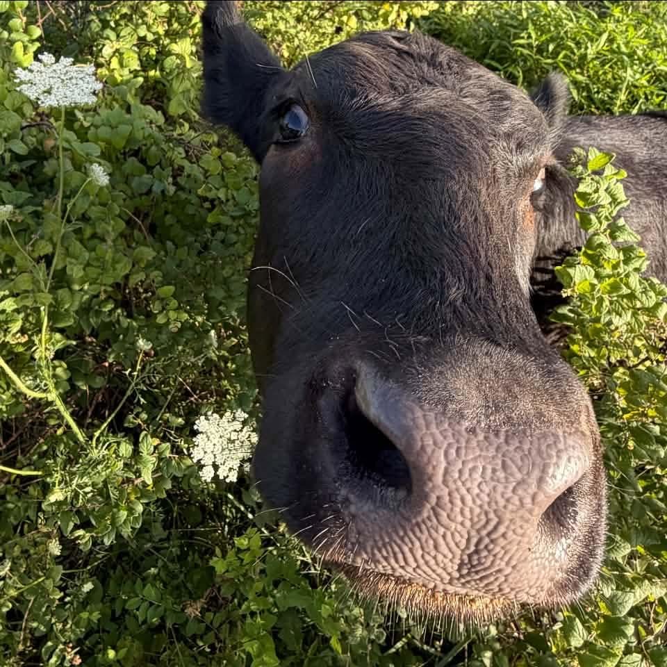 Help Maybel Find Her Forever Pasture Bestie campaign photo, 5 of 7