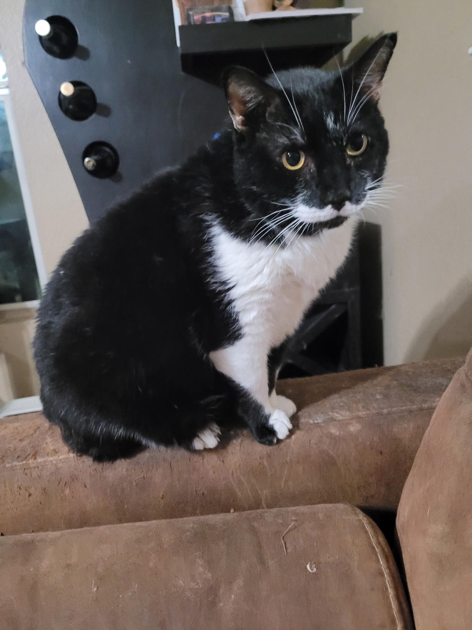 Let’s Help Ivan, Who Feeds 40 Cats Every Night,Keep His home campaign photo, 7 of 8