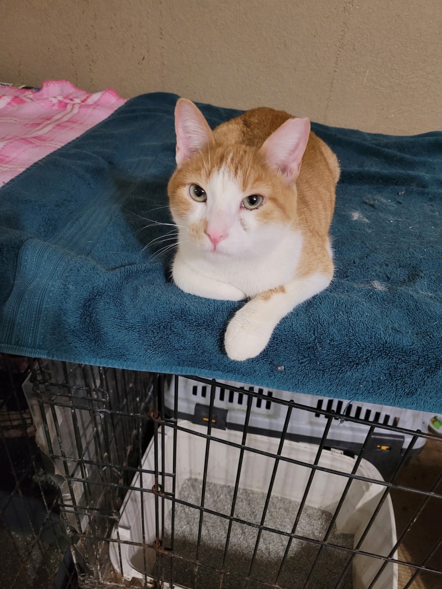 Let’s Help Ivan, Who Feeds 40 Cats Every Night,Keep His home campaign photo, 4 of 8