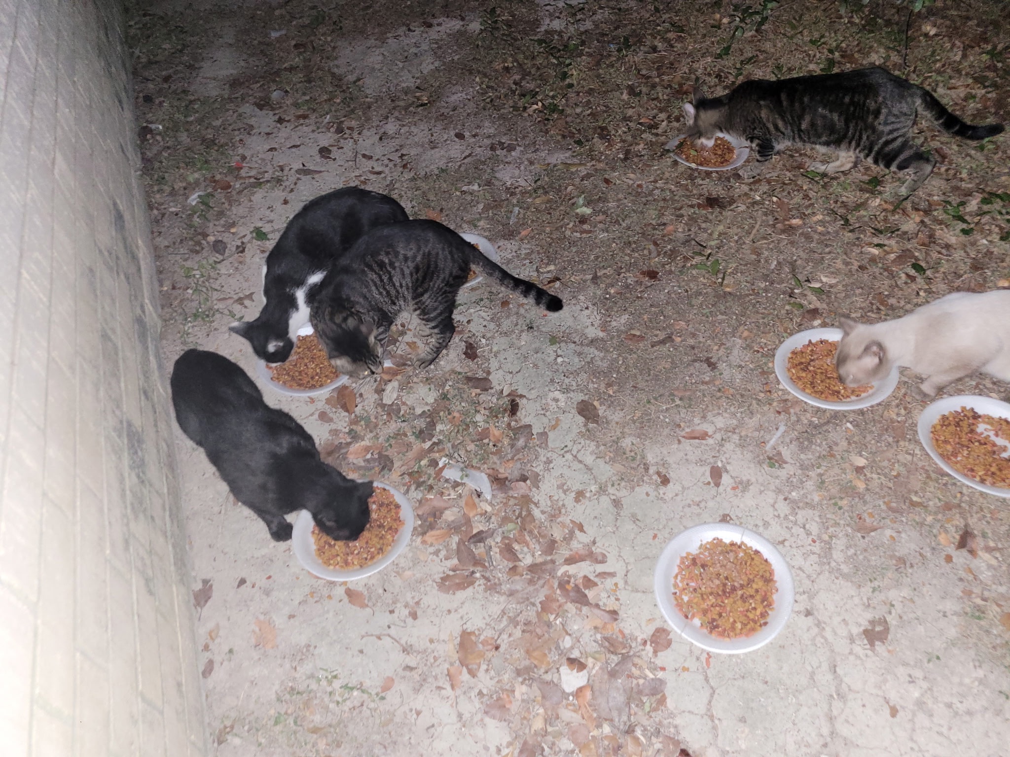 Let’s Help Ivan, Who Feeds 40 Cats Every Night,Keep His home campaign photo, 5 of 8