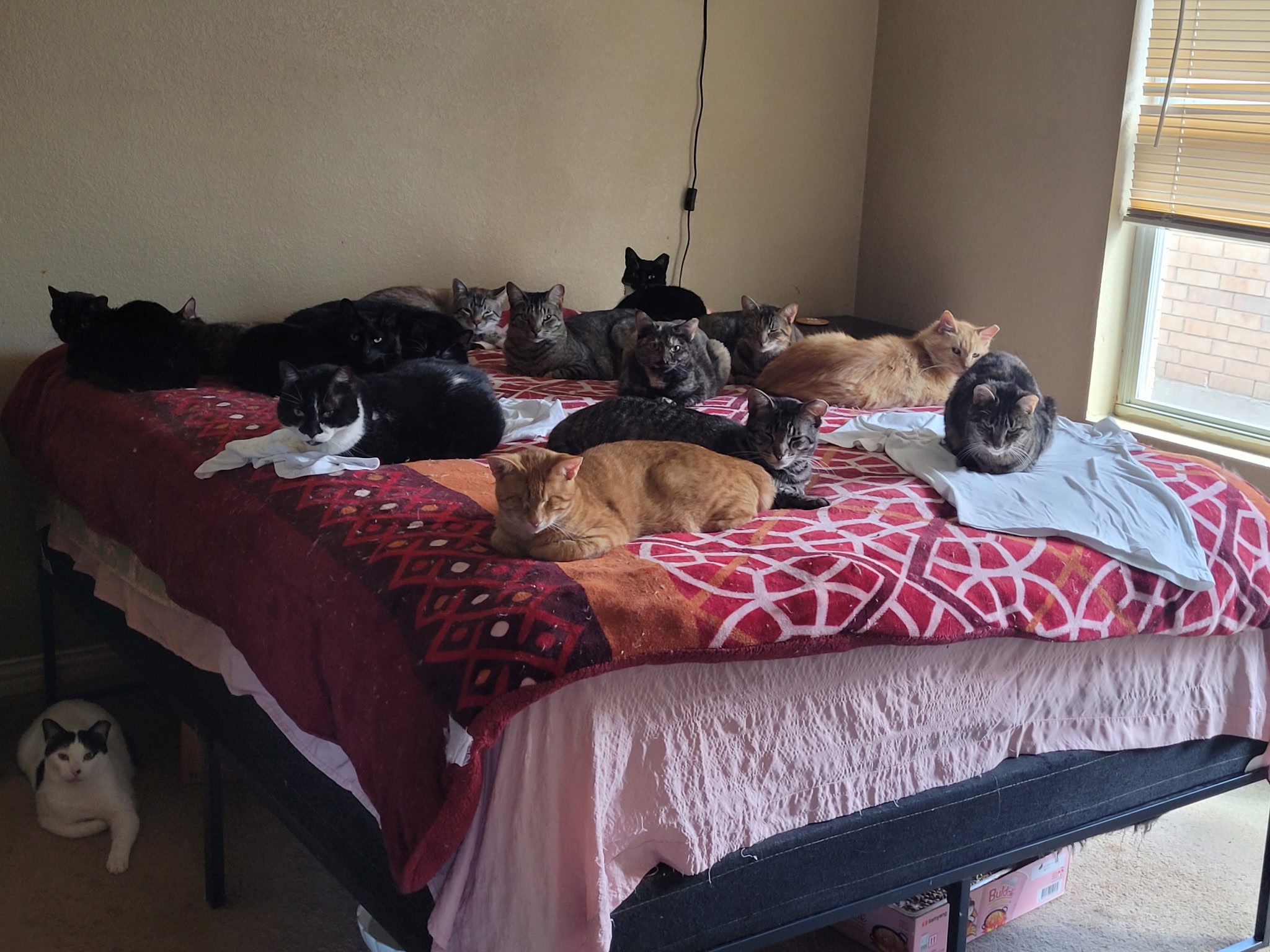 Let’s Help Ivan, Who Feeds 40 Cats Every Night,Keep His home campaign photo, 2 of 8