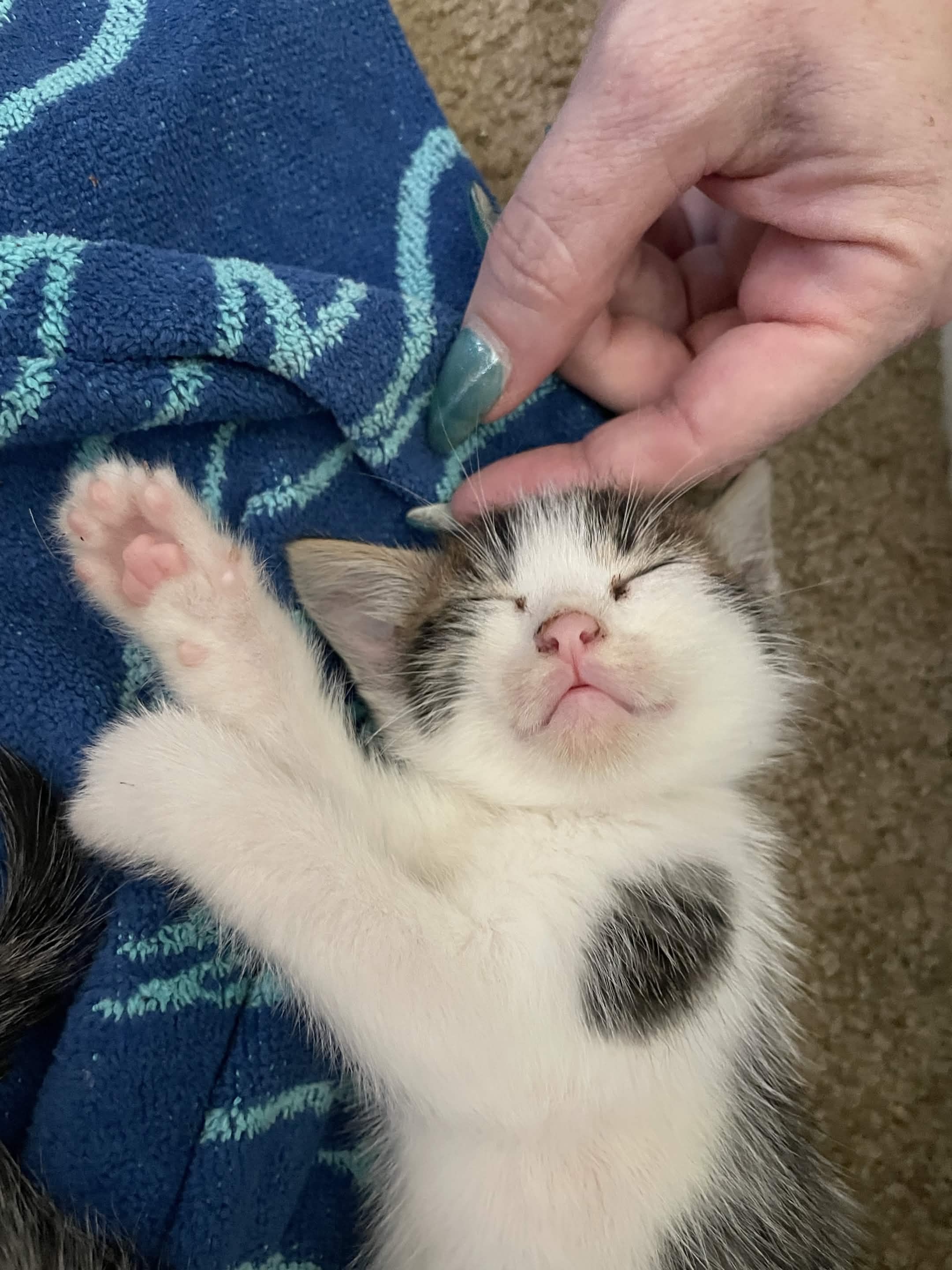 Care for 10 Kittens in SoCal campaign photo, 7 of 8