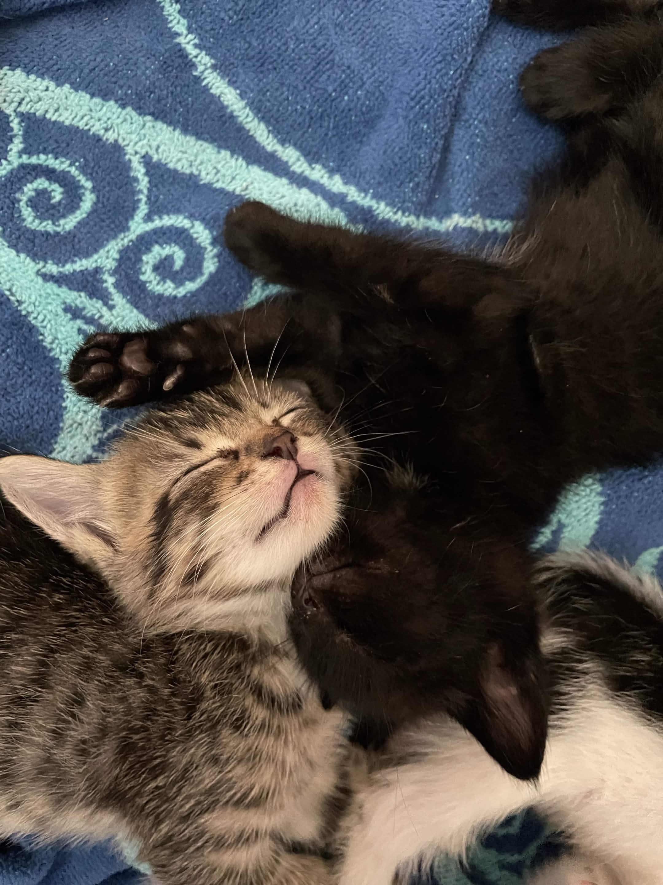 Care for 10 Kittens in SoCal campaign photo, 2 of 8