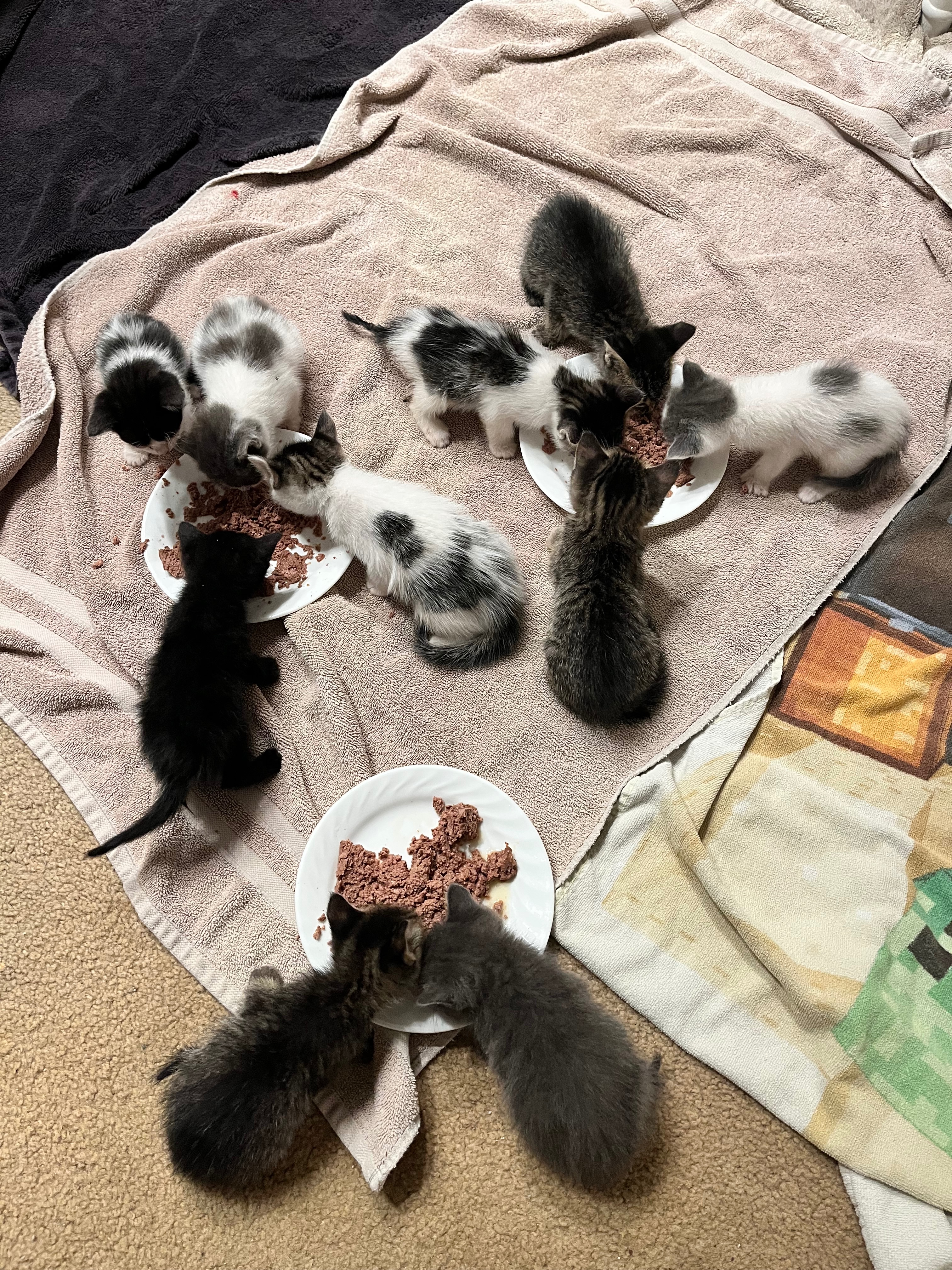 Care for 10 Kittens in SoCal campaign photo, 4 of 8
