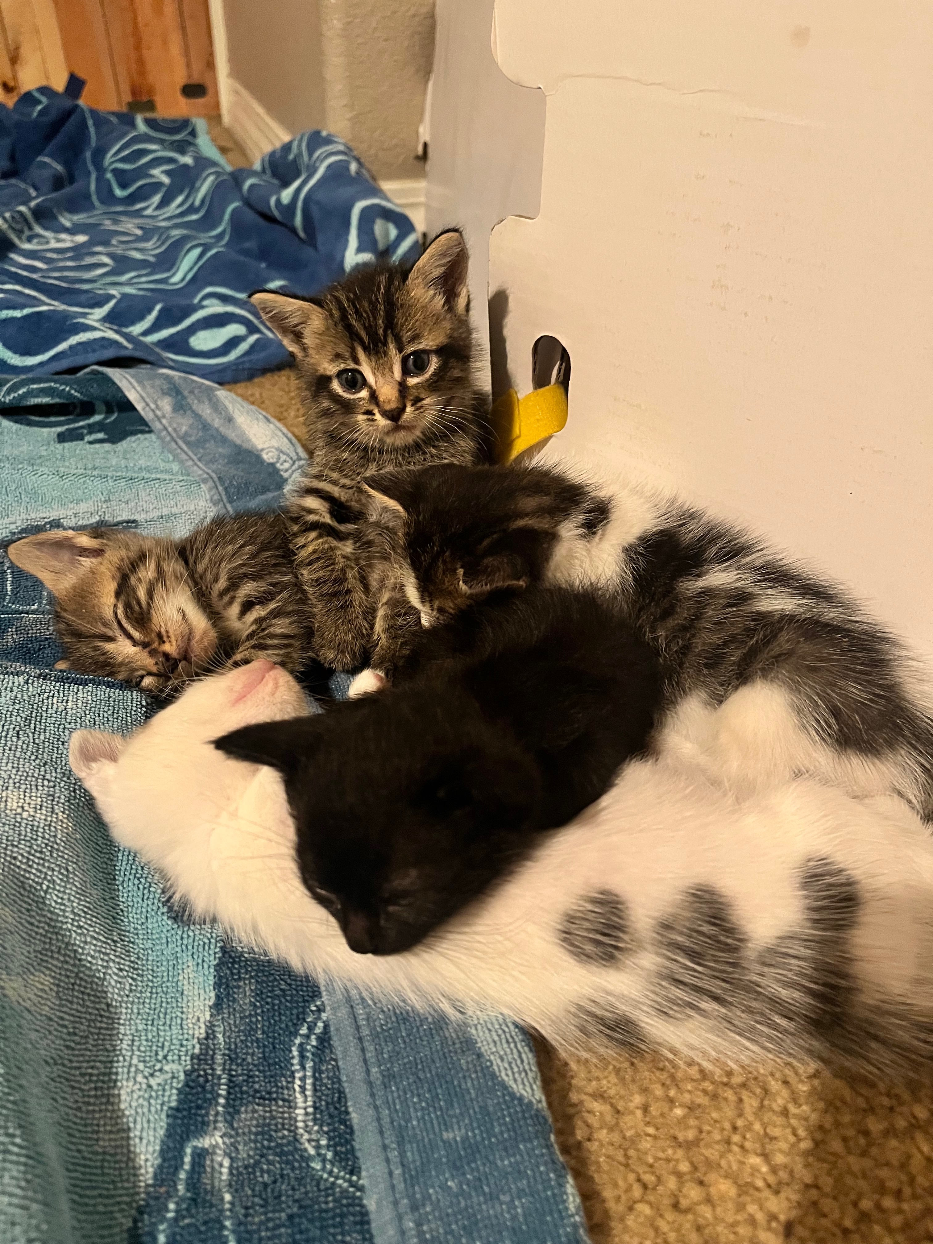 Care for 10 Kittens in SoCal campaign photo, 5 of 8