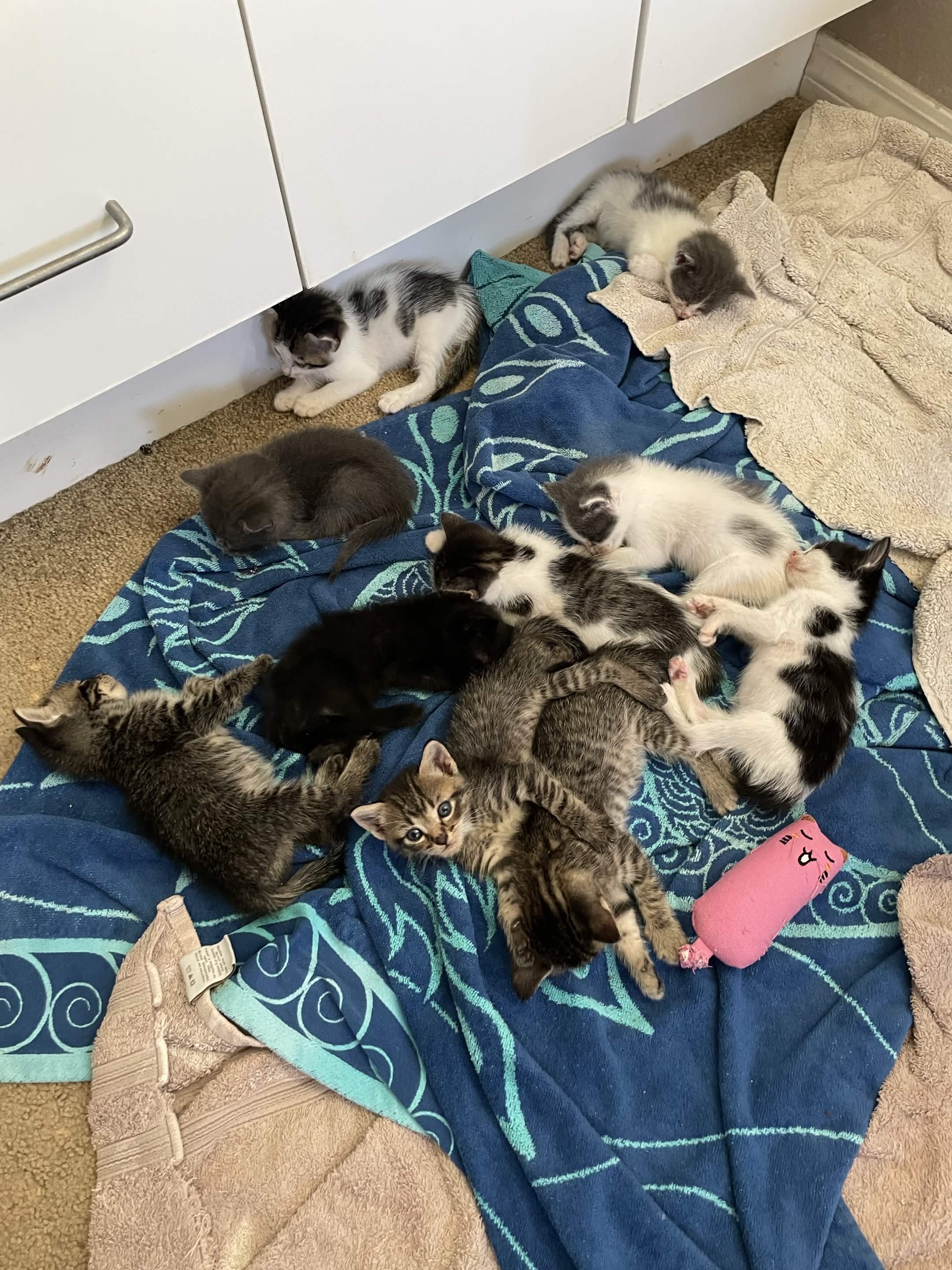 Care for 10 Kittens in SoCal campaign photo, 6 of 8