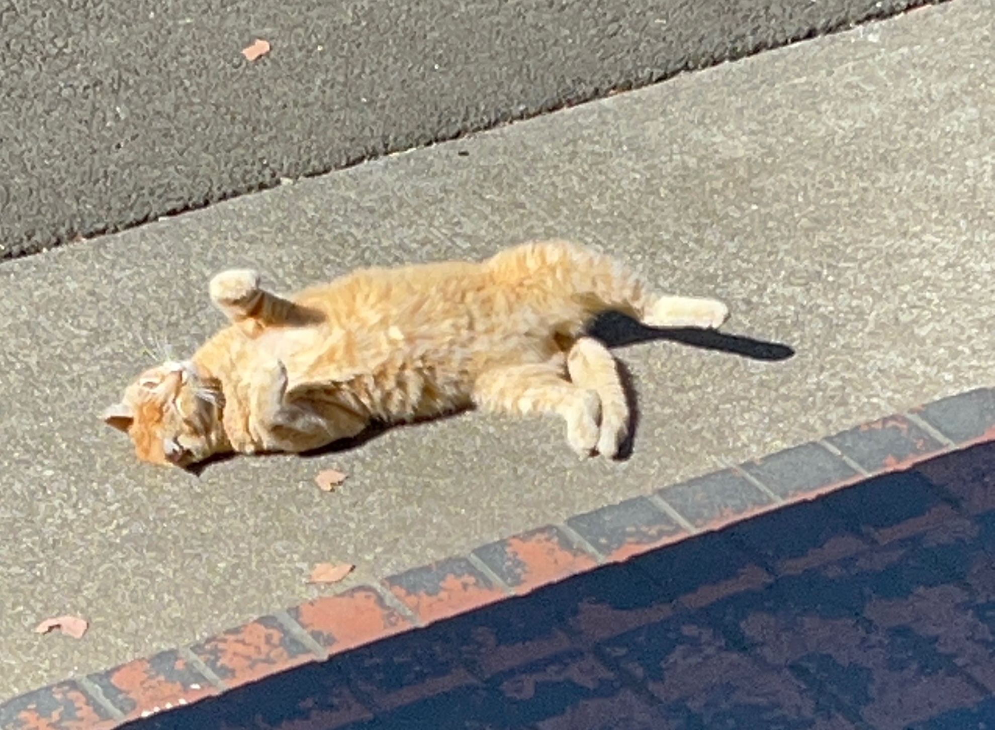Cheeto’s Care Fund: Keep Our Campus Cat Thriving!! campaign photo, 7 of 8