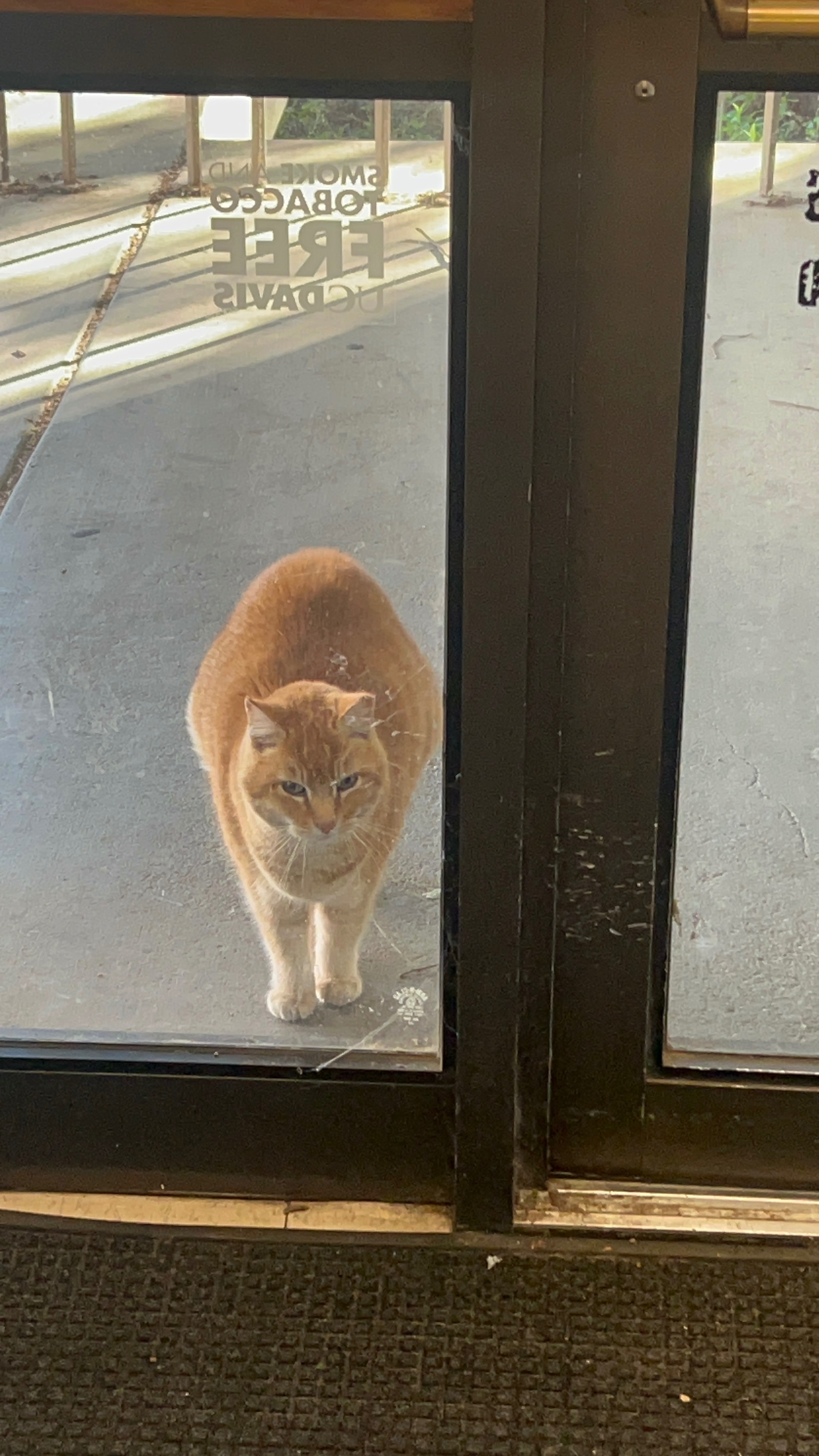 Cheeto’s Care Fund: Keep Our Campus Cat Thriving!! campaign photo, 2 of 8