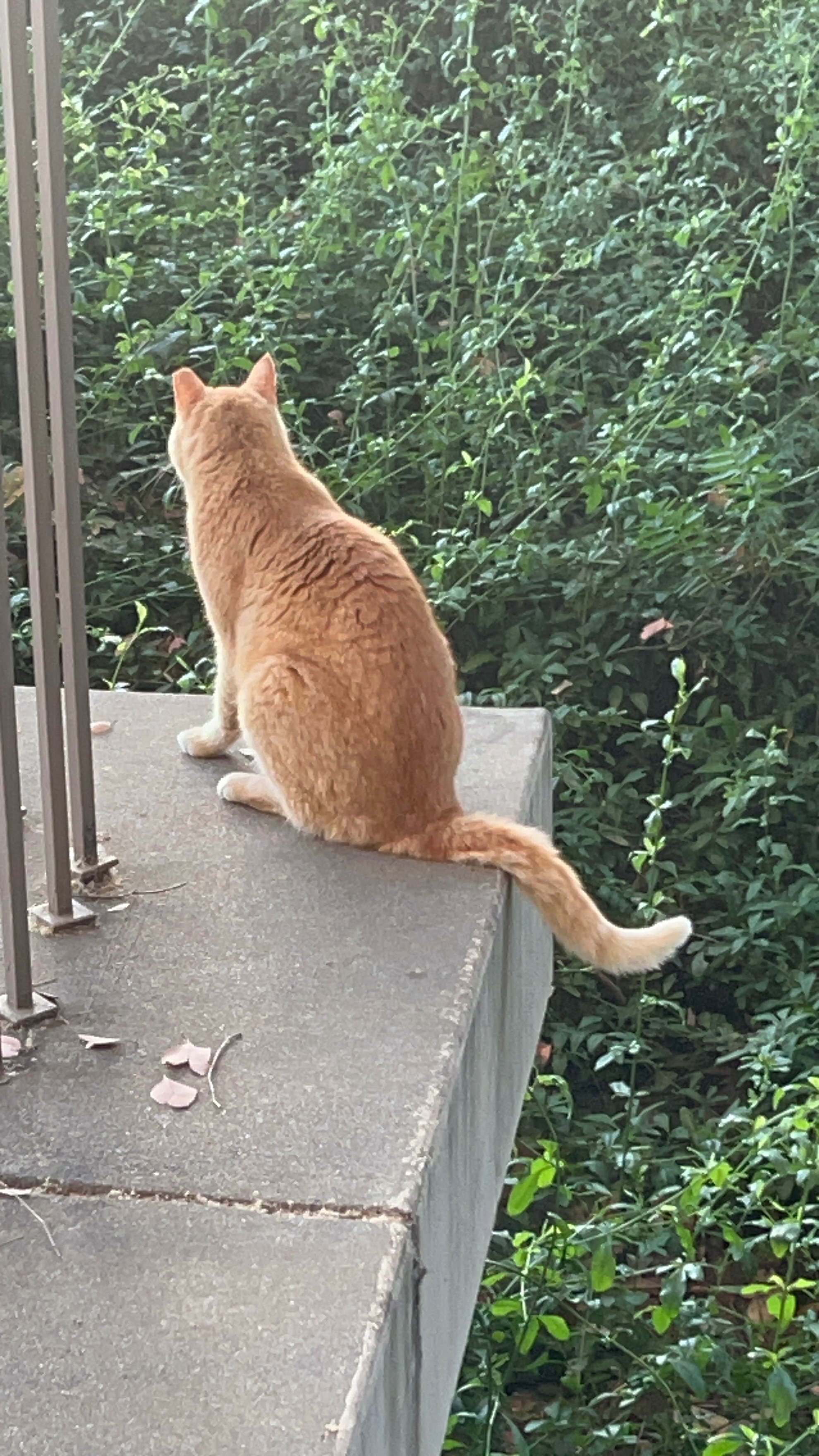 Cheeto’s Care Fund: Keep Our Campus Cat Thriving!! campaign photo, 4 of 8