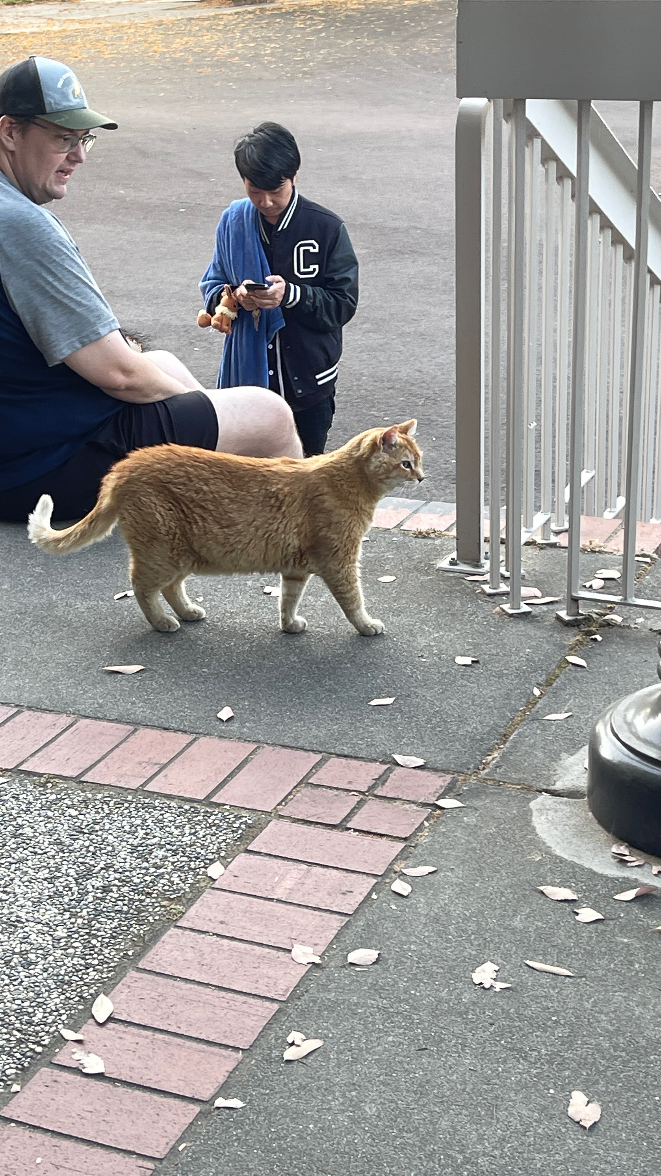 Cheeto’s Care Fund: Keep Our Campus Cat Thriving!! campaign photo, 5 of 8