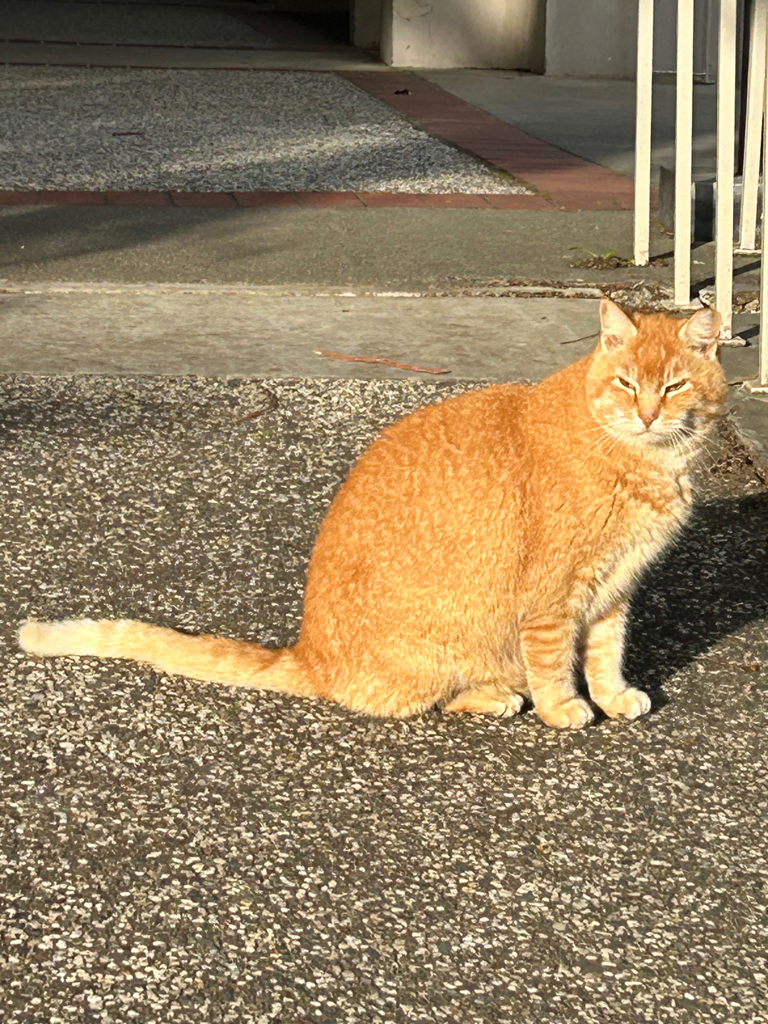 Cheeto’s Care Fund: Keep Our Campus Cat Thriving!! campaign photo, 6 of 8