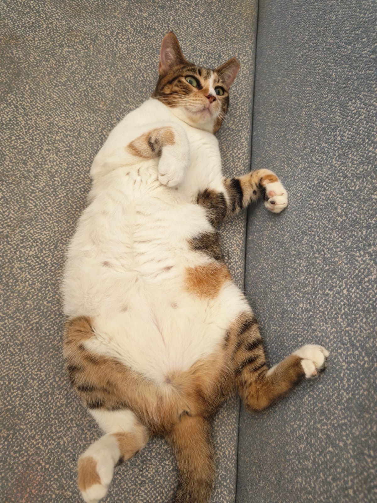 PLEASE HELP CLOSE MIMI & CALIS OVERDUE VET BILL campaign photo, 4 of 8