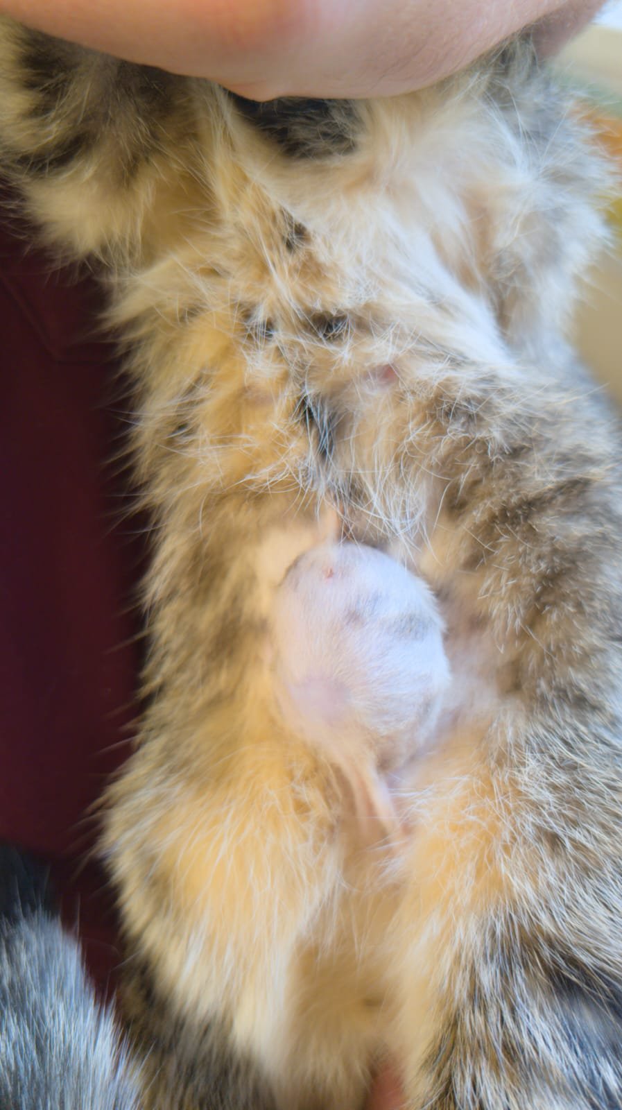Help Save the cats in our rescue campaign photo, 2 of 4