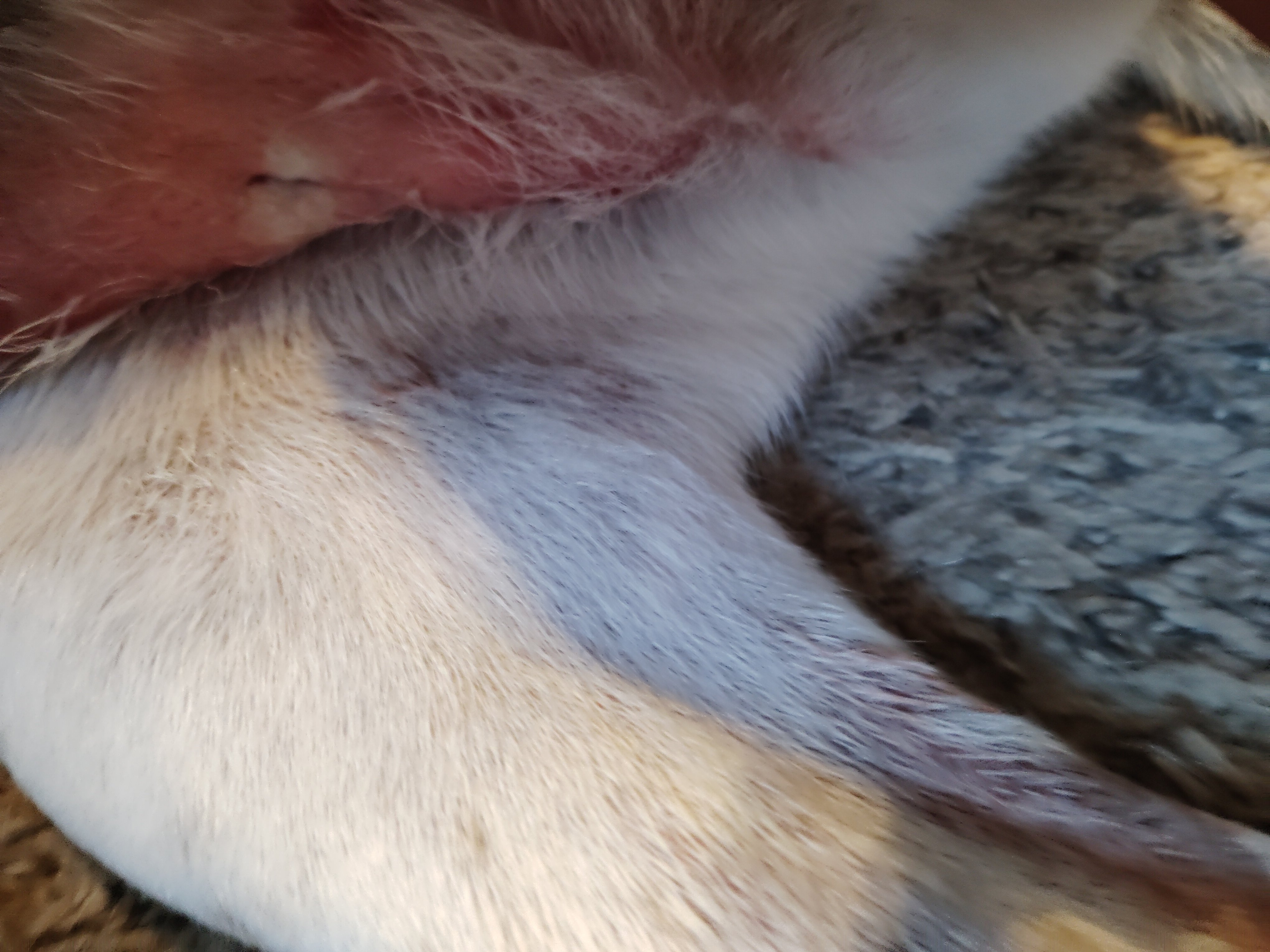 Vet Care for Injured Mimi campaign photo, 6 of 7