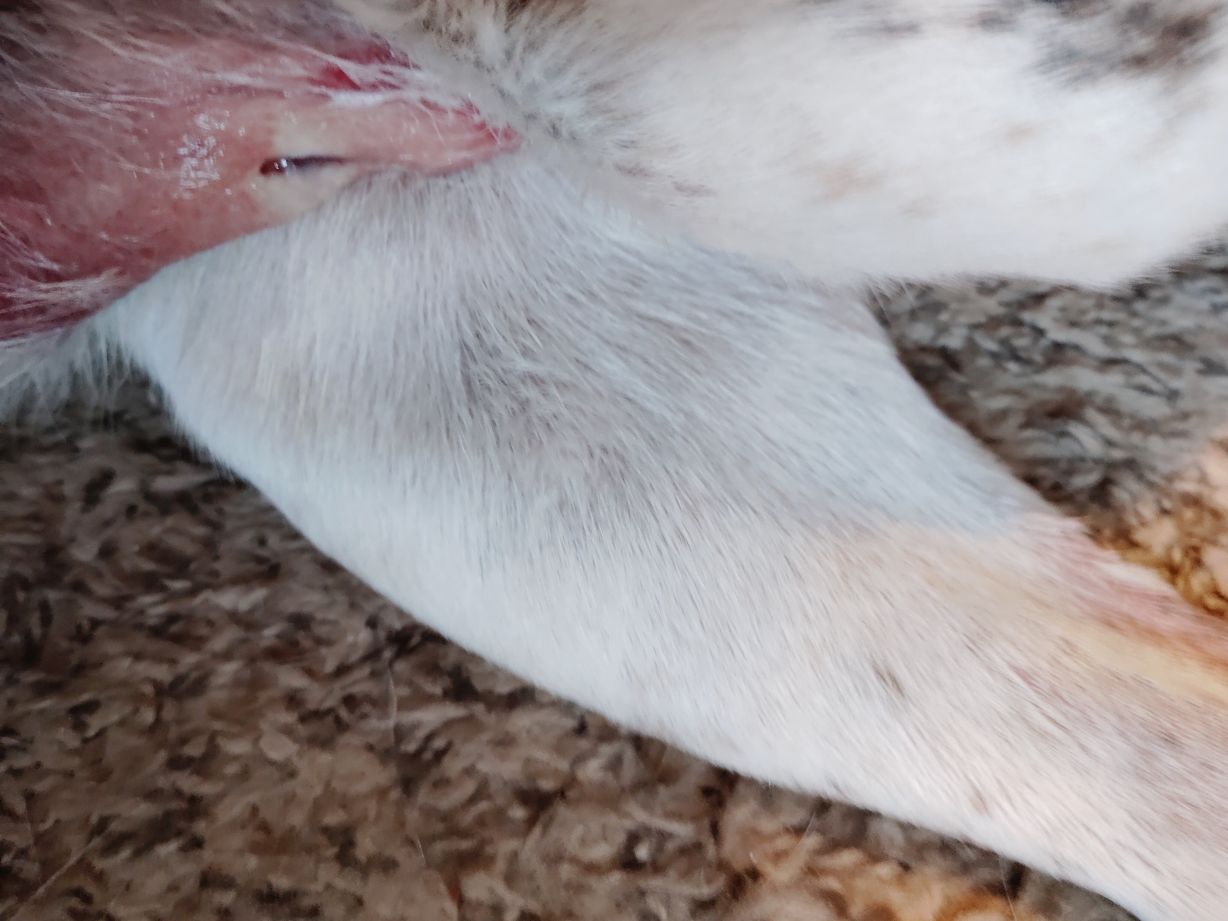 Vet Care for Injured Mimi campaign photo, 4 of 7