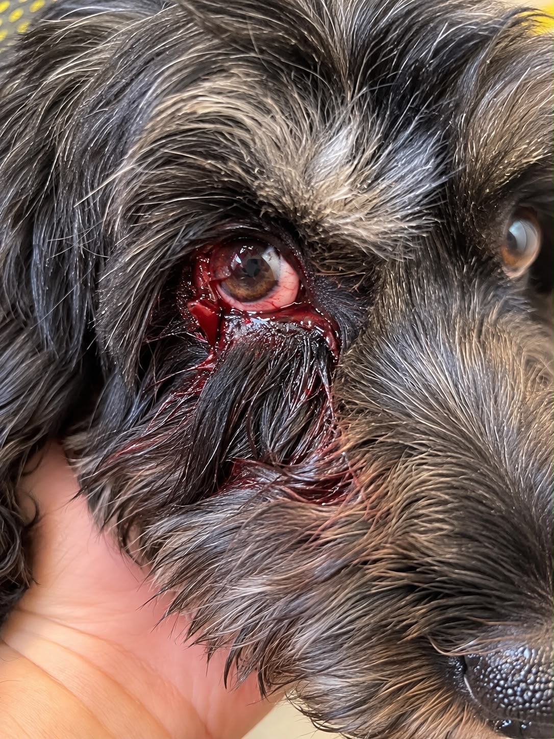 Help Luna Recover From a Terrifying Dog Attack campaign photo, 4 of 5