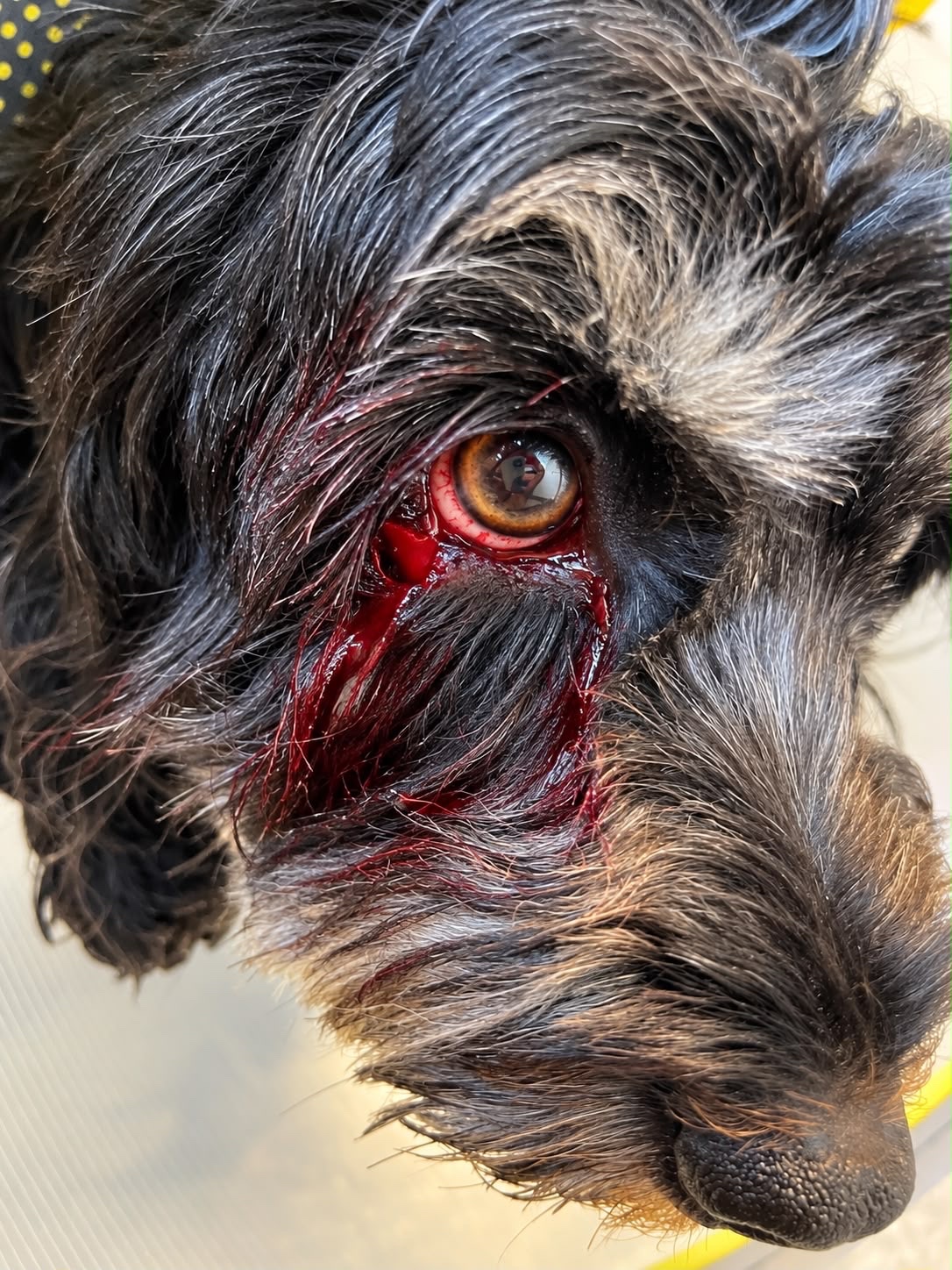 Help Luna Recover From a Terrifying Dog Attack campaign photo, 2 of 5