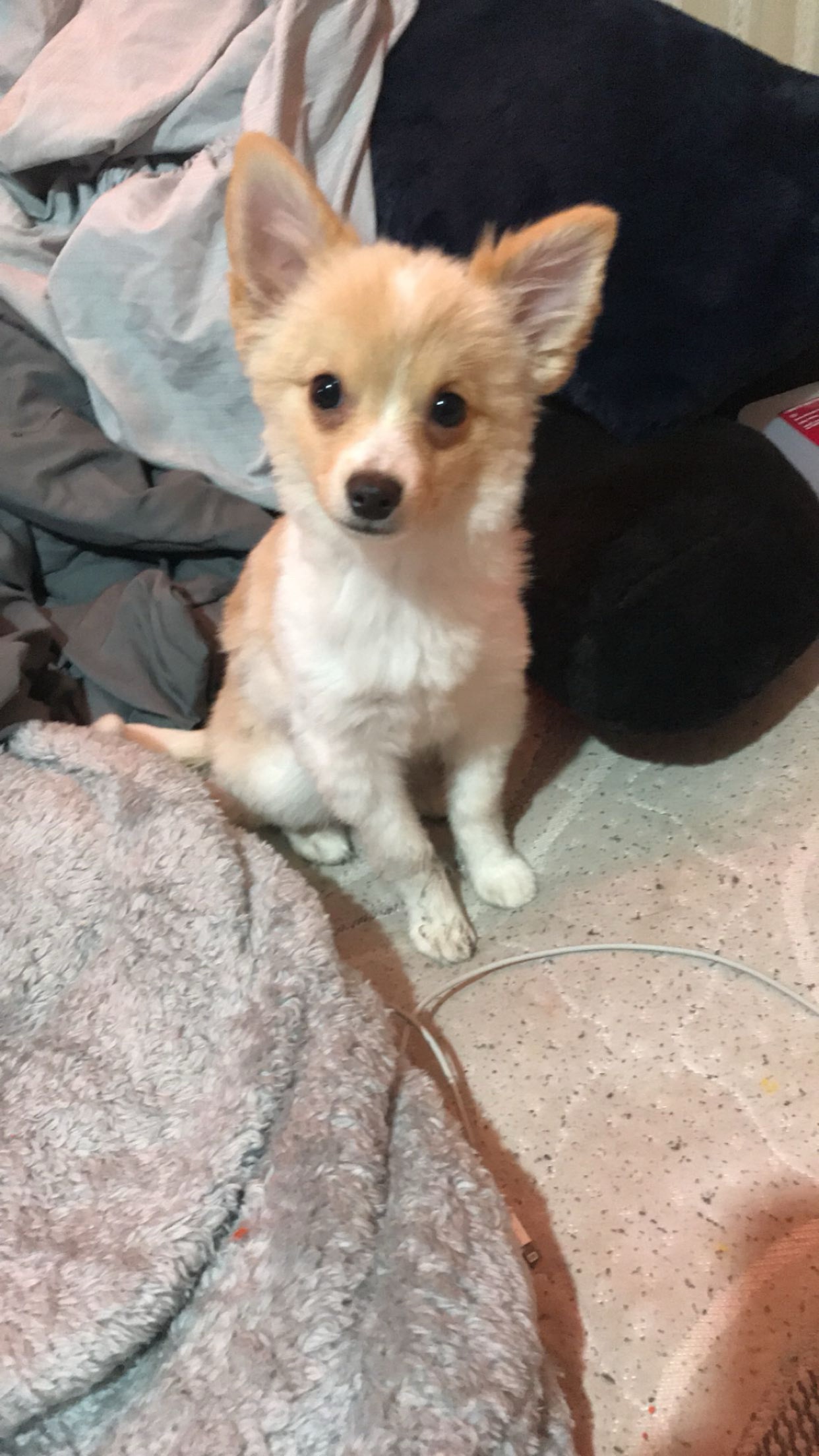 Help Bolt Get His $2,000 Surgery at the Vet campaign photo, 5 of 6