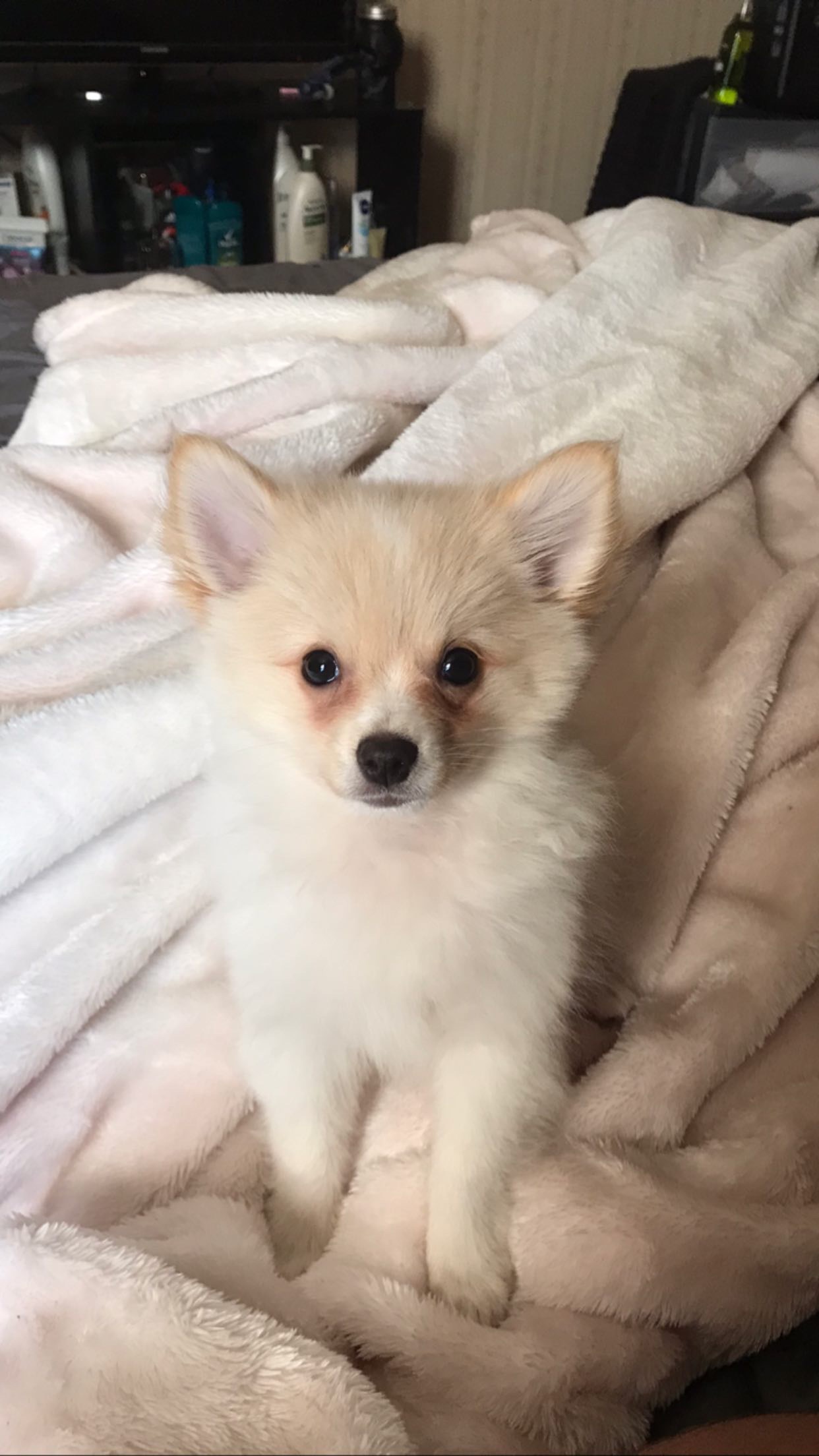 Help Bolt Get His $2,000 Surgery at the Vet campaign photo, 2 of 6