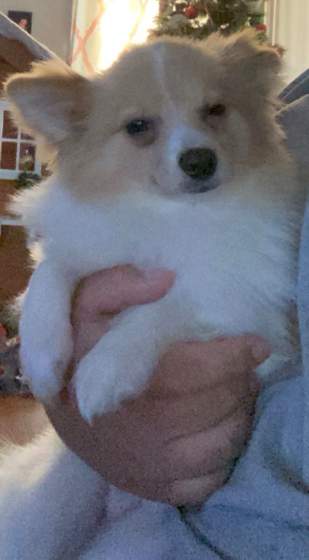 Help Bolt Get His $2,000 Surgery at the Vet campaign photo, 4 of 6