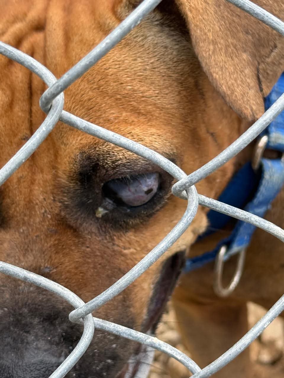 Help Nacho Finish His Fight for a New Life campaign photo, 6 of 7