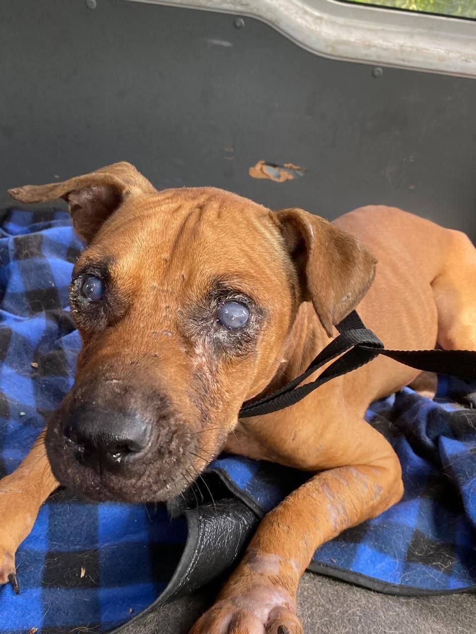 Help Nacho Finish His Fight for a New Life campaign photo, 2 of 7