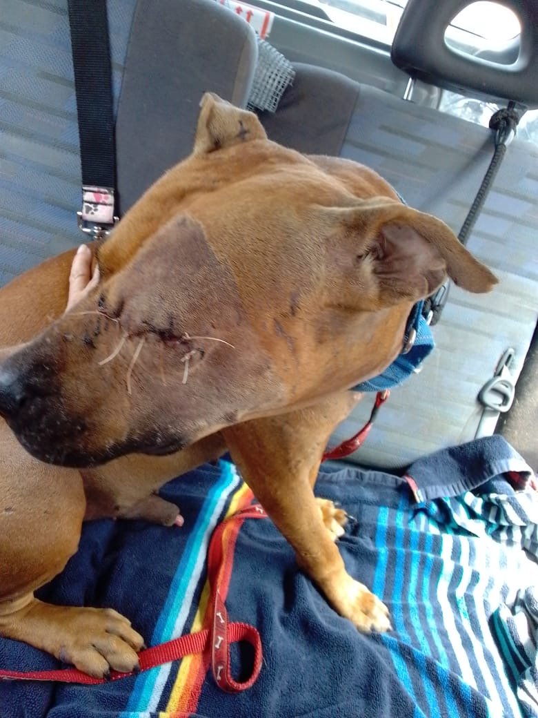 Help Nacho Finish His Fight for a New Life campaign photo, 4 of 7