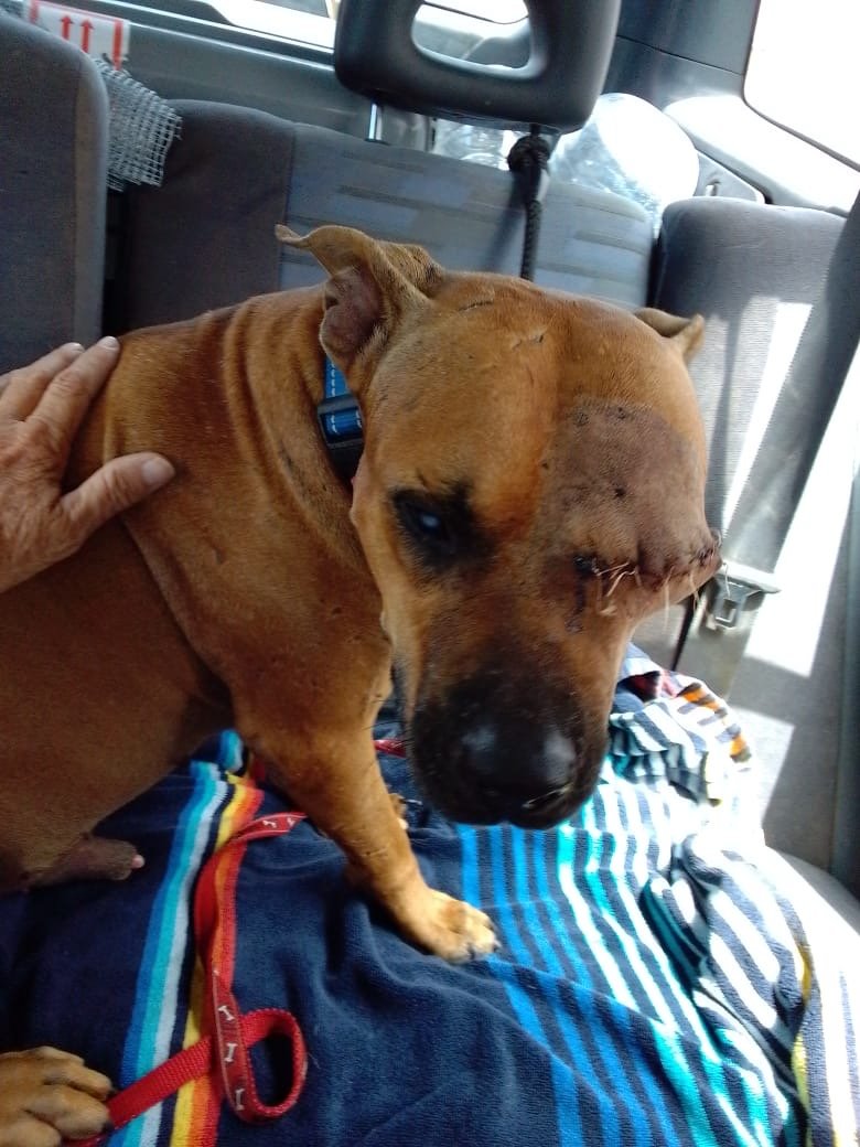 Help Nacho Finish His Fight for a New Life campaign photo, 5 of 7