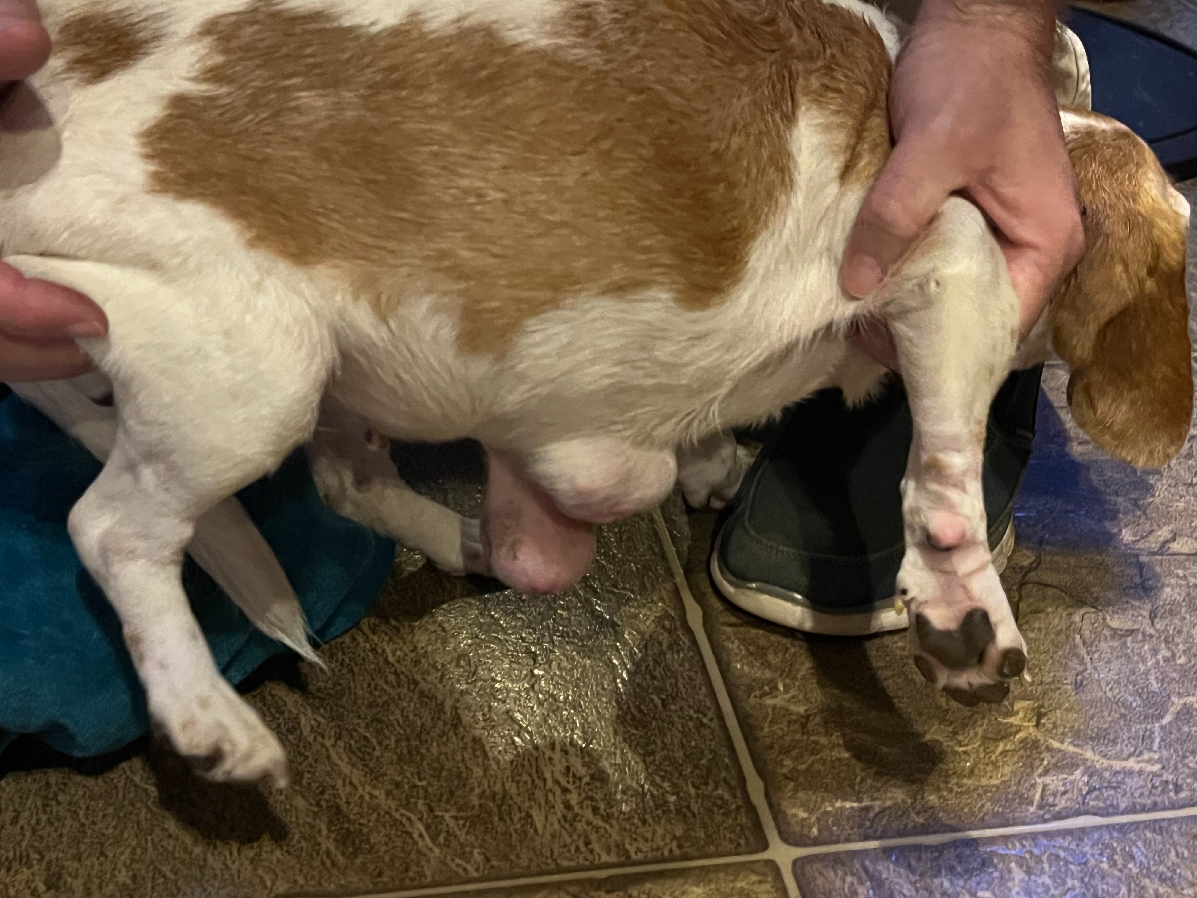 Help Nova Get Urgent Vet Care campaign photo, 4 of 5