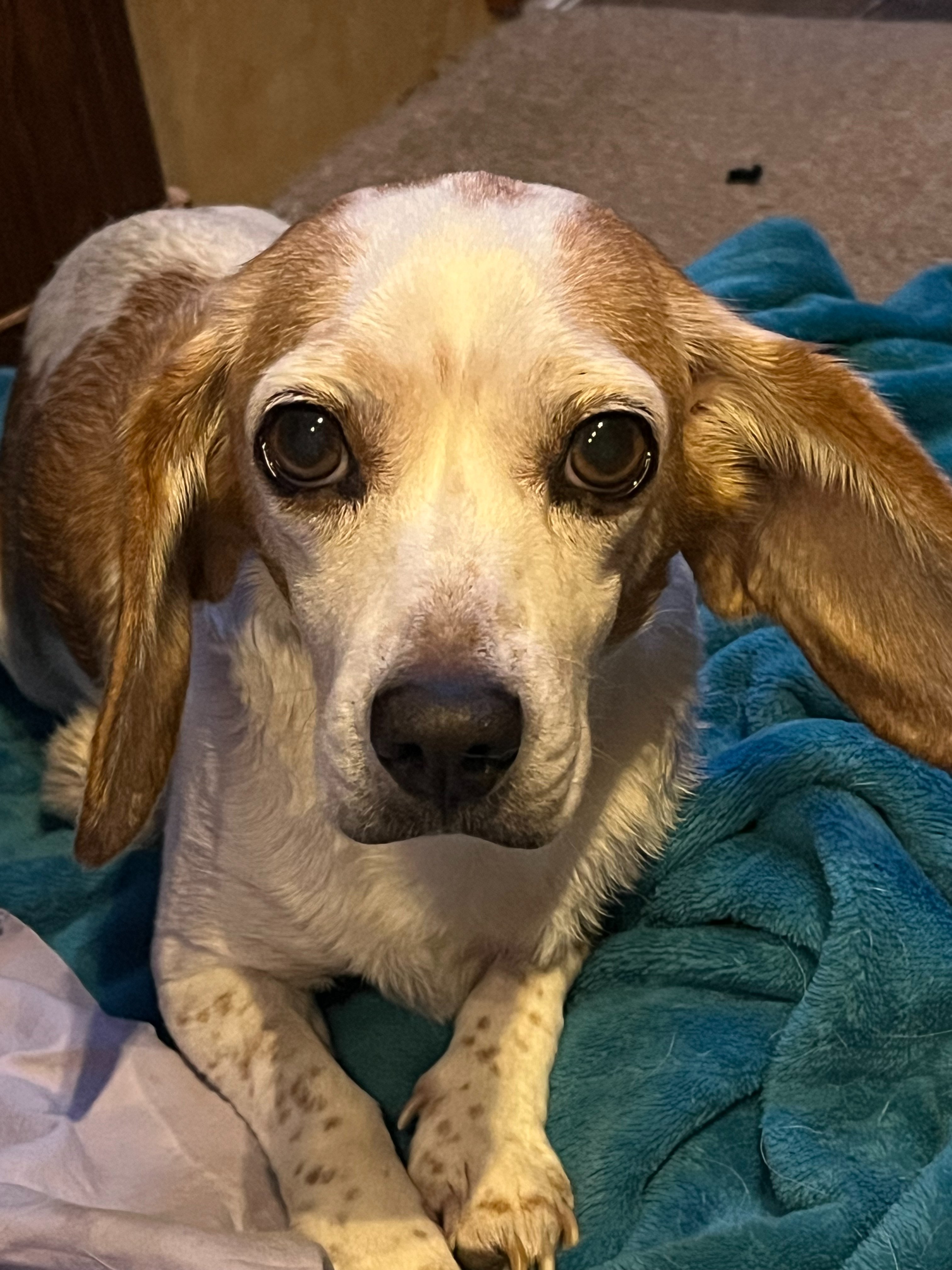 Help Nova Get Urgent Vet Care campaign photo, 2 of 5