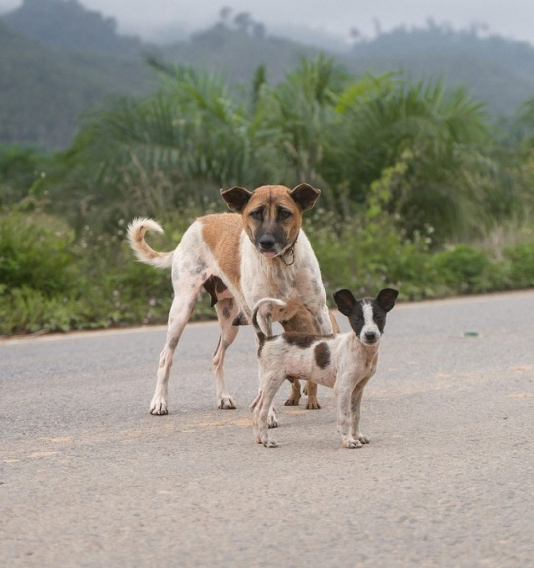 Mission LUMA 2026: Help Dogs Find Love & Freedom ❤️ campaign photo, 6 of 7
