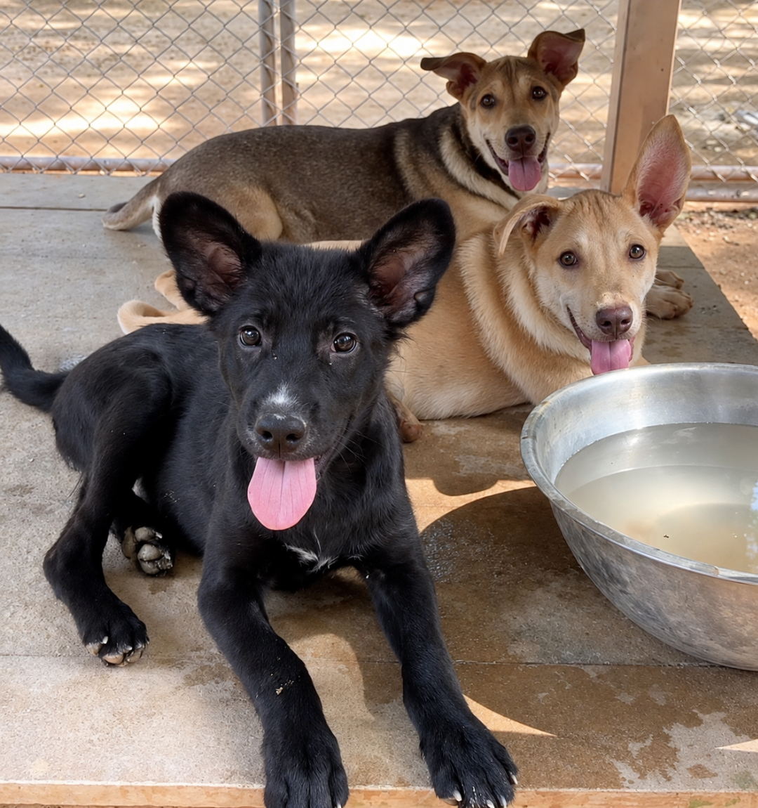 Mission LUMA 2026: Help Dogs Find Love & Freedom ❤️ campaign photo, 2 of 7