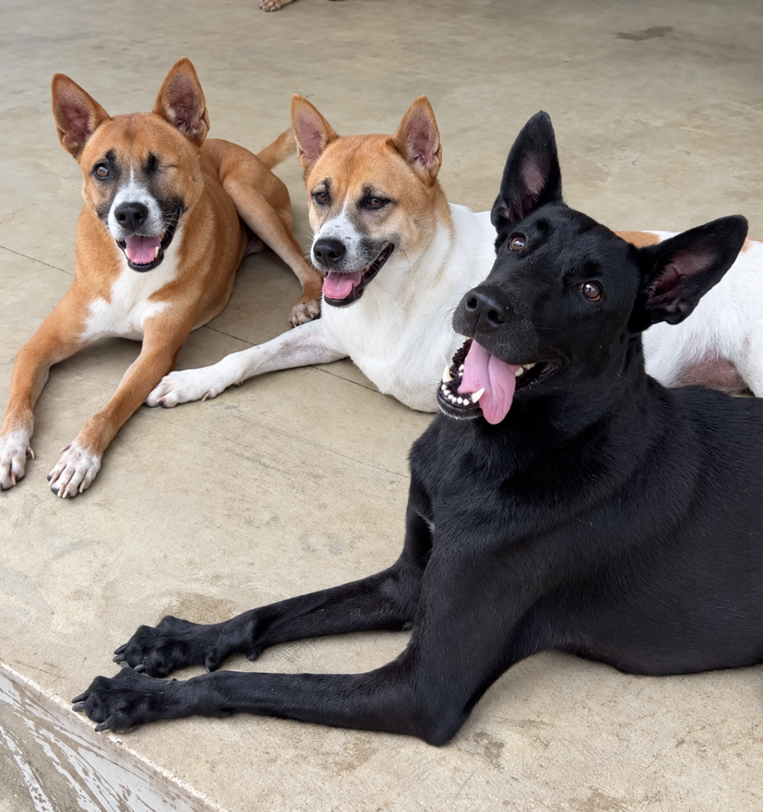 Mission LUMA 2026: Help Dogs Find Love & Freedom ❤️ campaign photo, 5 of 7