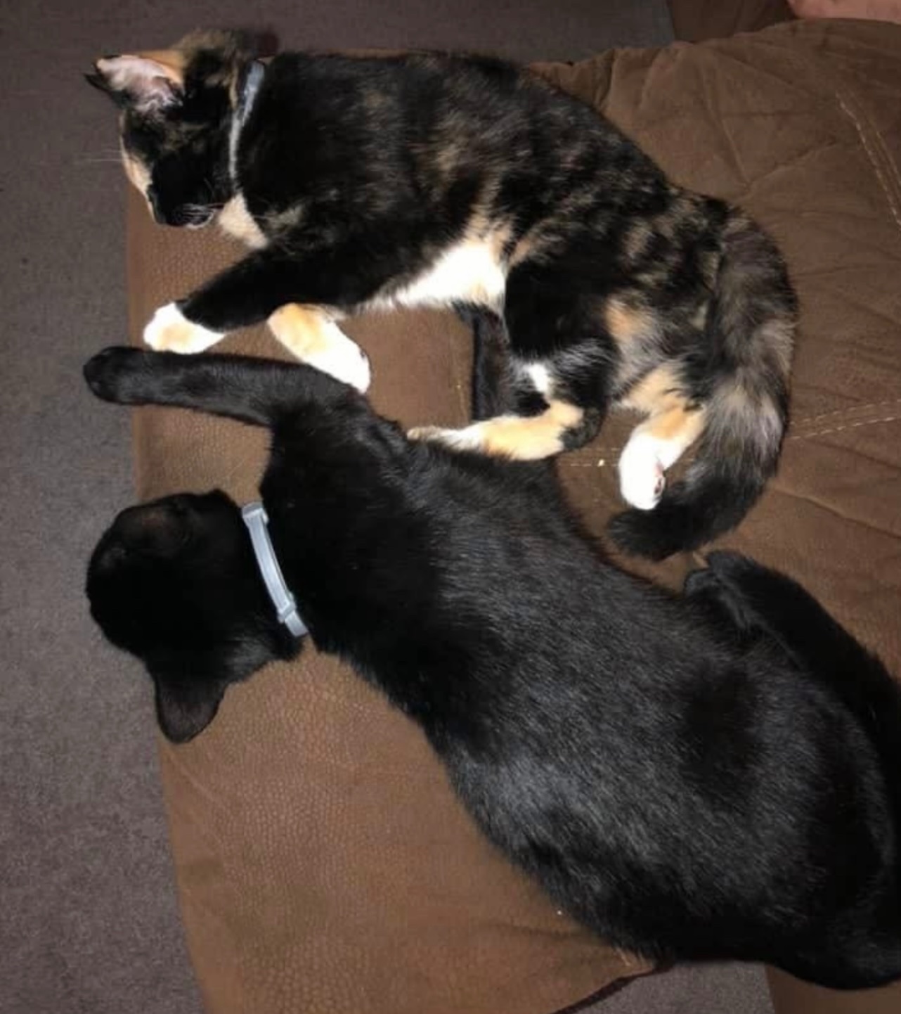 Help Save My Cat’s Life campaign photo, 7 of 8