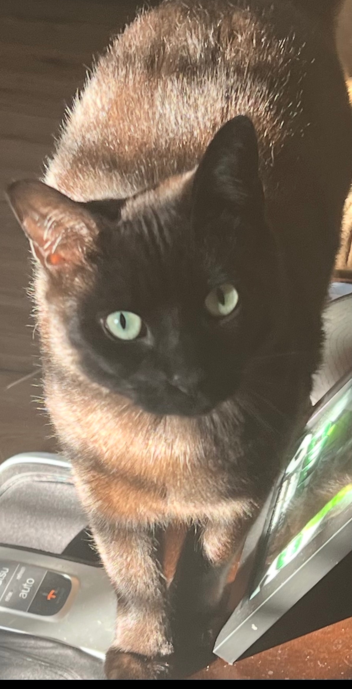 Help Save My Cat’s Life campaign photo, 4 of 8