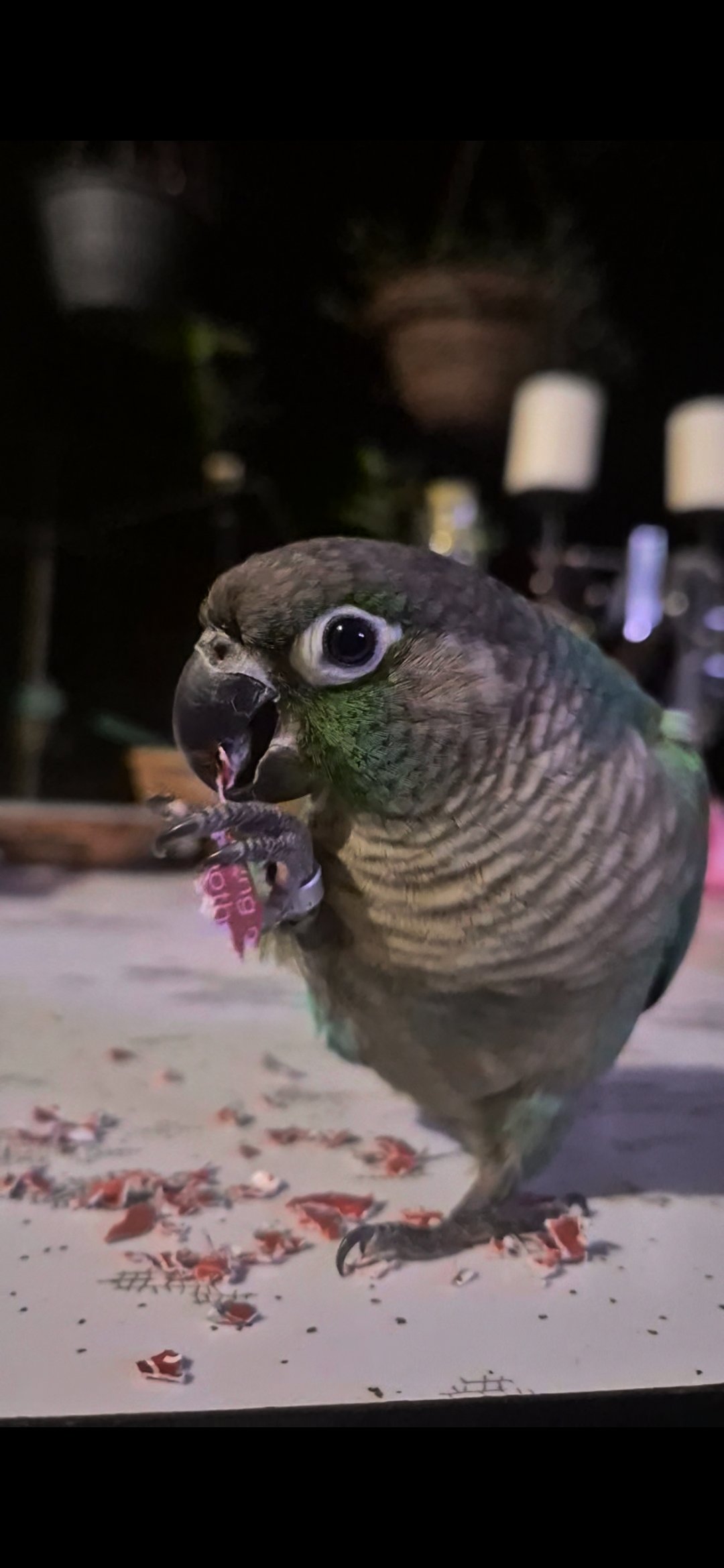 Kermit the Green Cheek Conure Urgently Needs Your Help campaign photo, 7 of 8