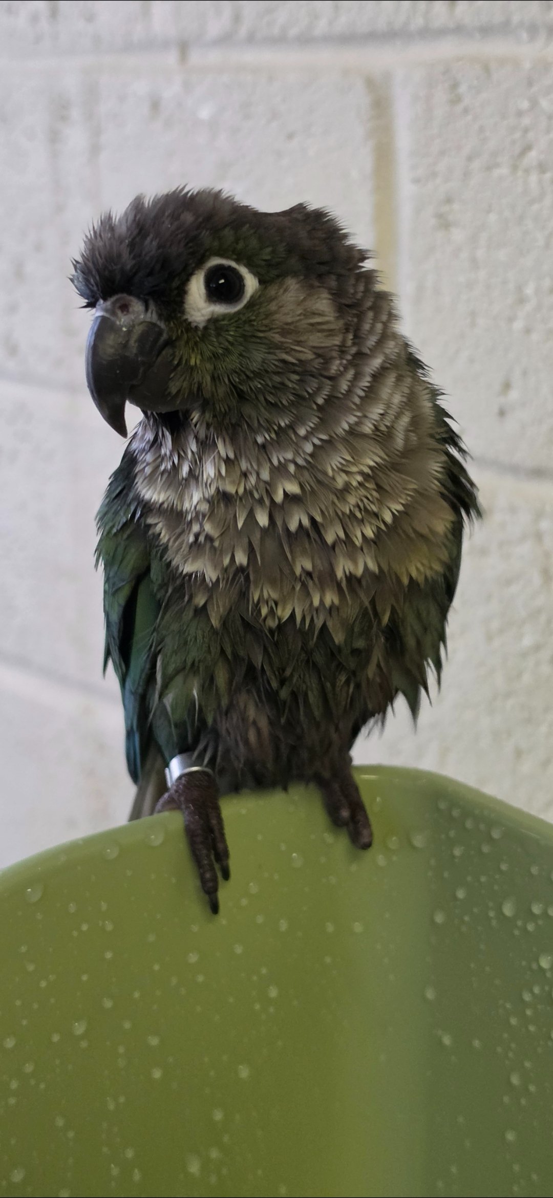 Kermit the Green Cheek Conure Urgently Needs Your Help campaign photo, 2 of 8